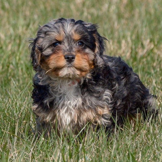 Cavapoo-Puppies