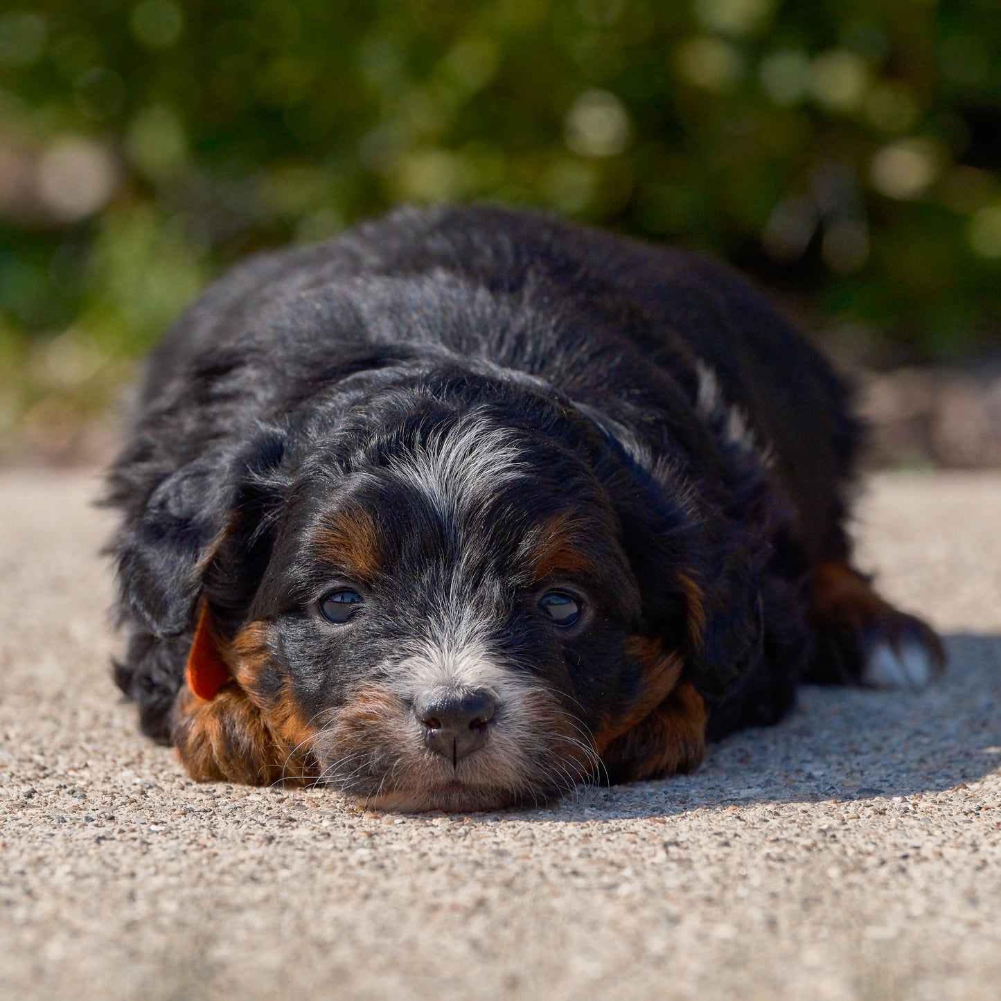 F1B-Mini-Bernedoodles