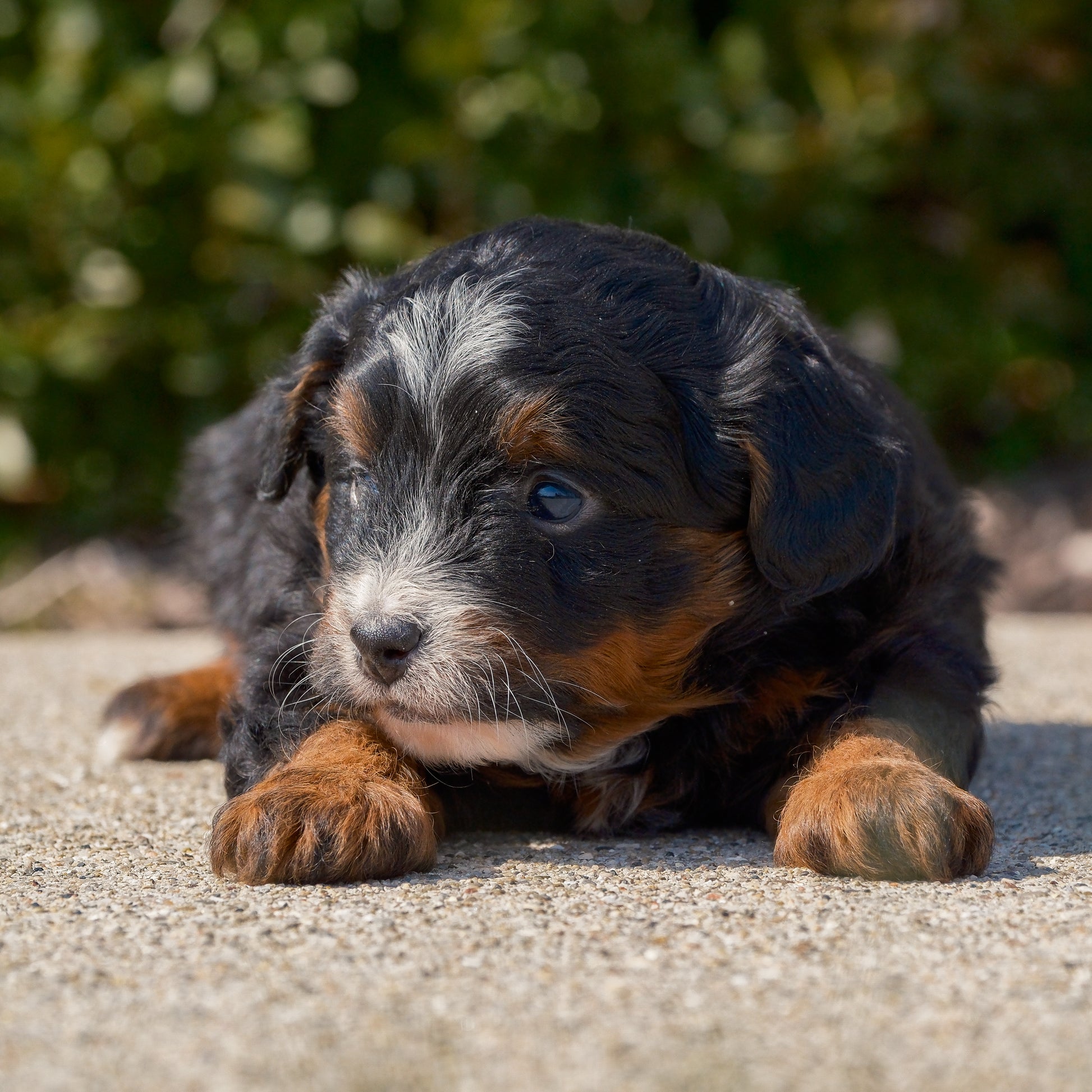 F1B-Mini-Bernedoodles