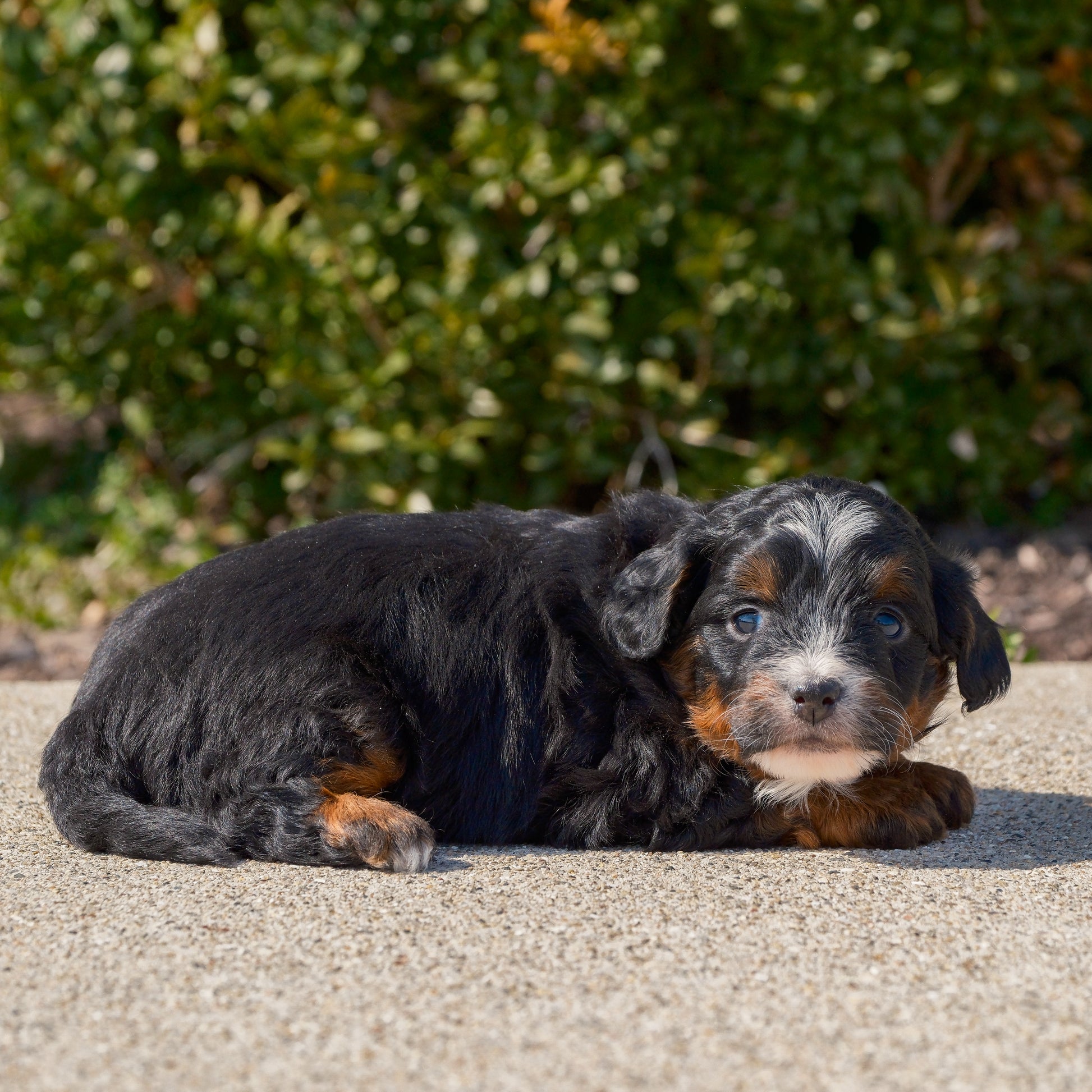 F1B-Mini-Bernedoodles