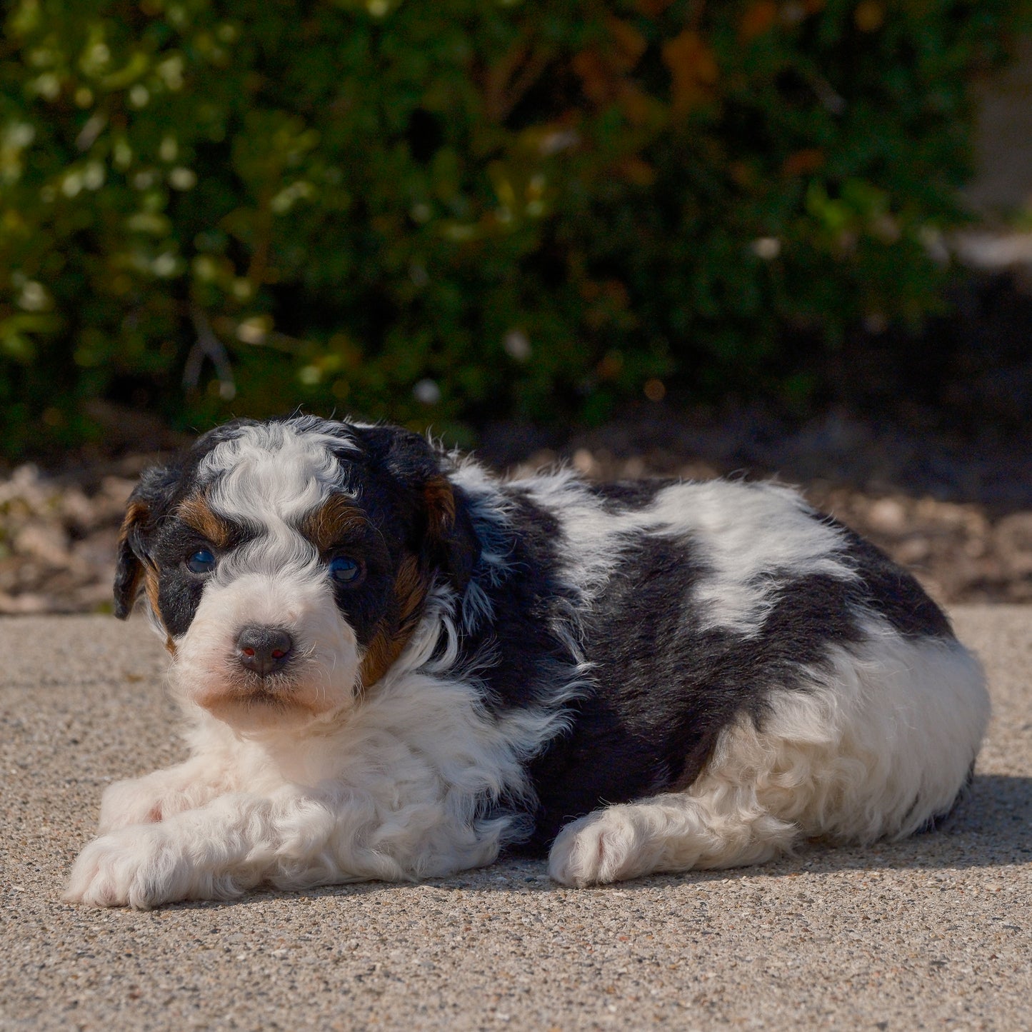 Mini-Bernedoodles