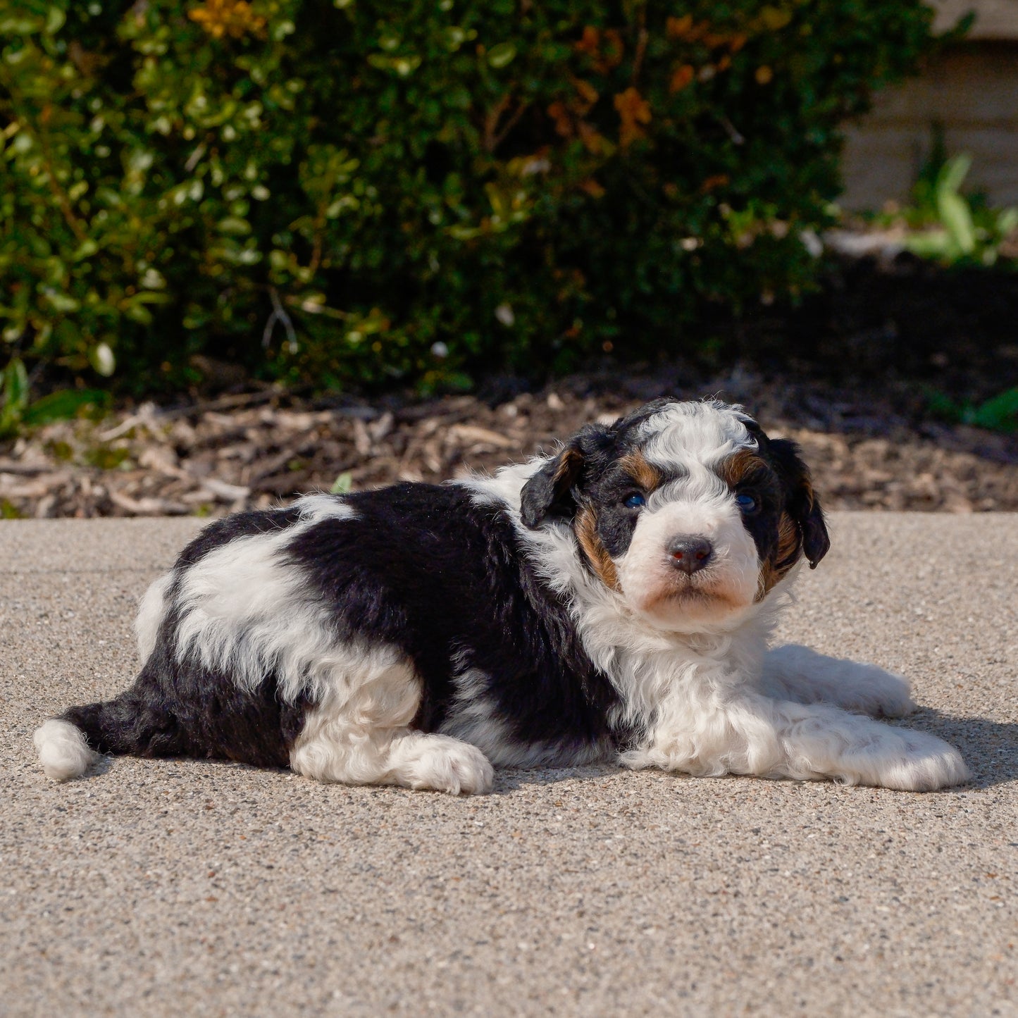 Mini-Bernedoodles