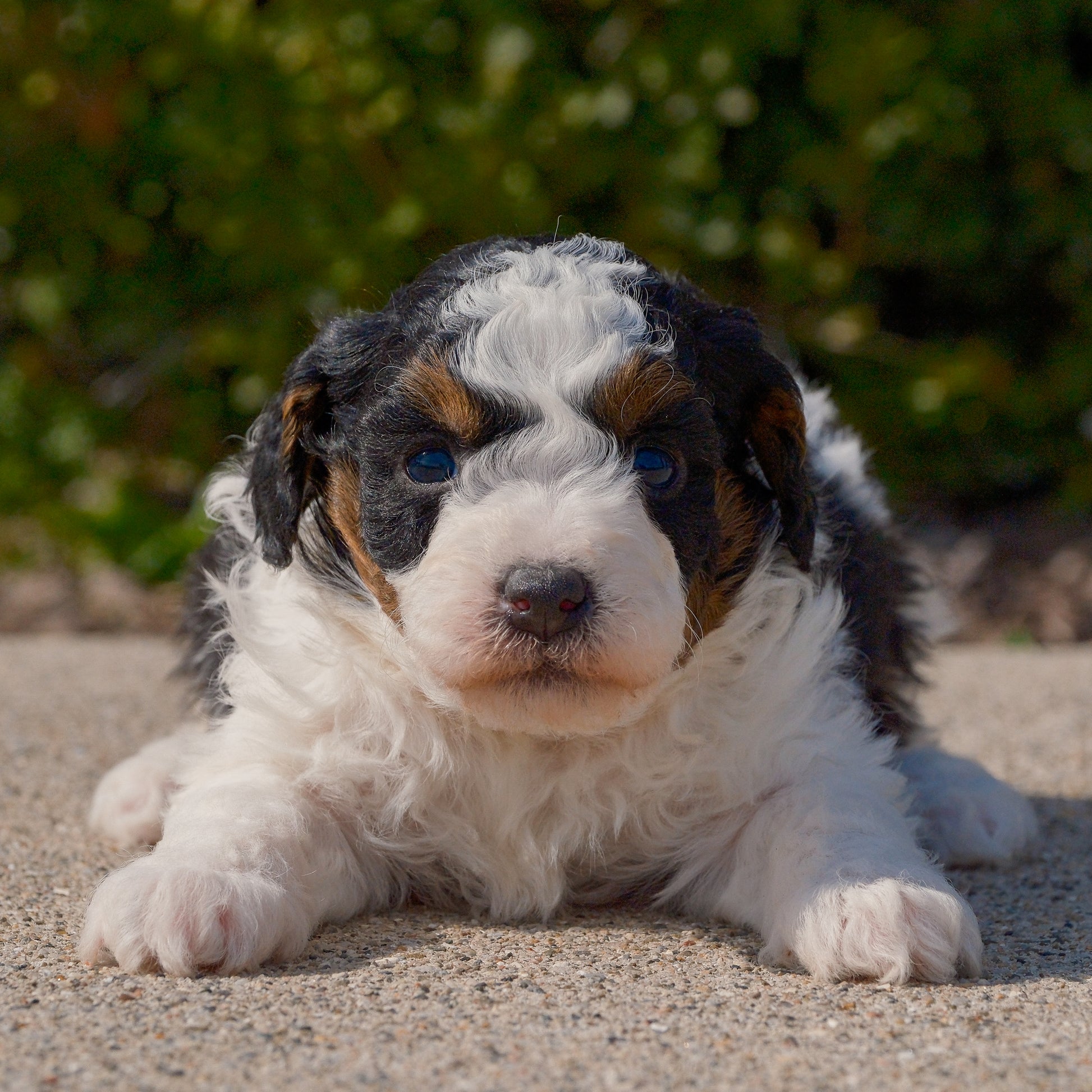 Mini-Bernedoodles