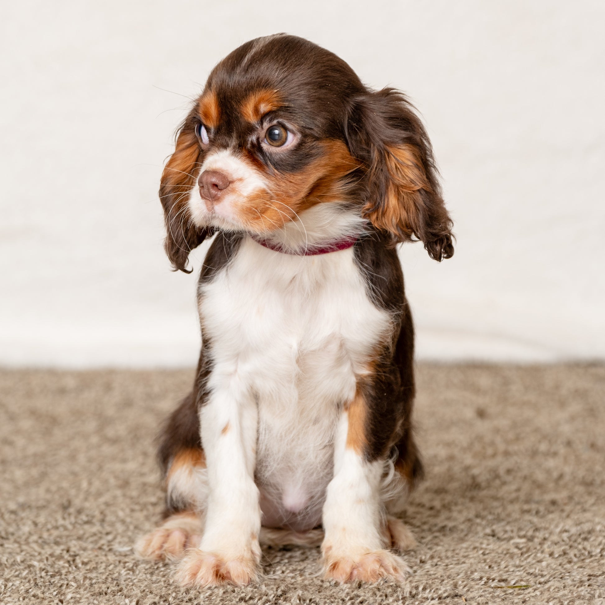 Cavalier-King-Charles-Spaniel