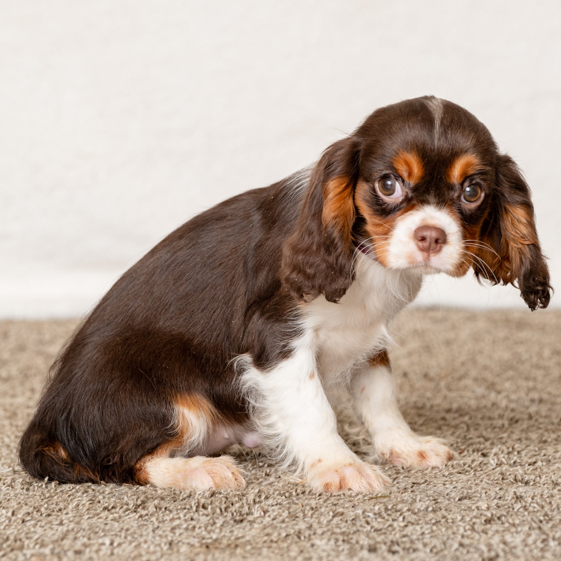 Cavalier-King-Charles-Spaniel