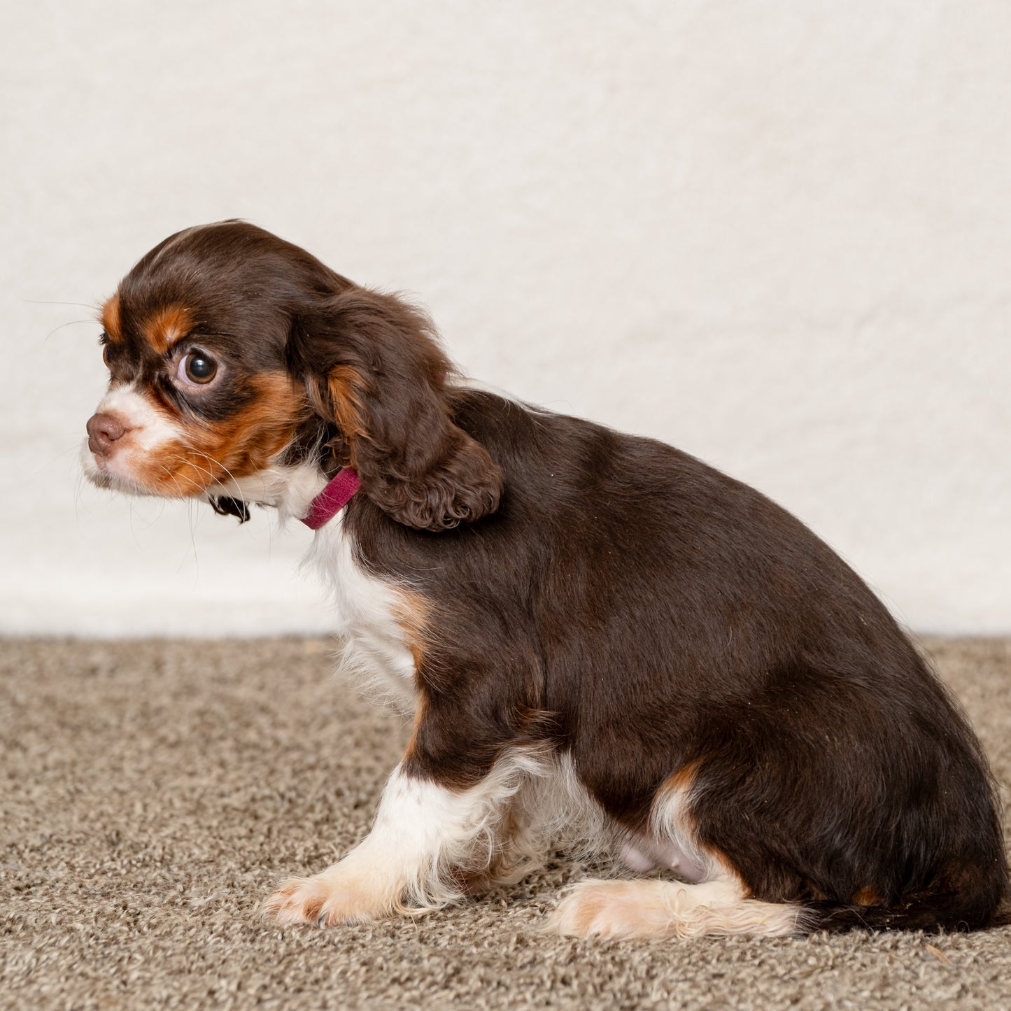 Cavalier-King-Charles-Spaniel