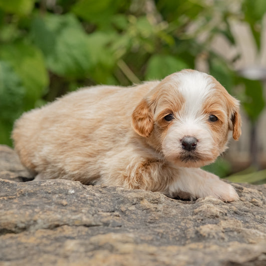 F1B-Mini-Goldendoodles