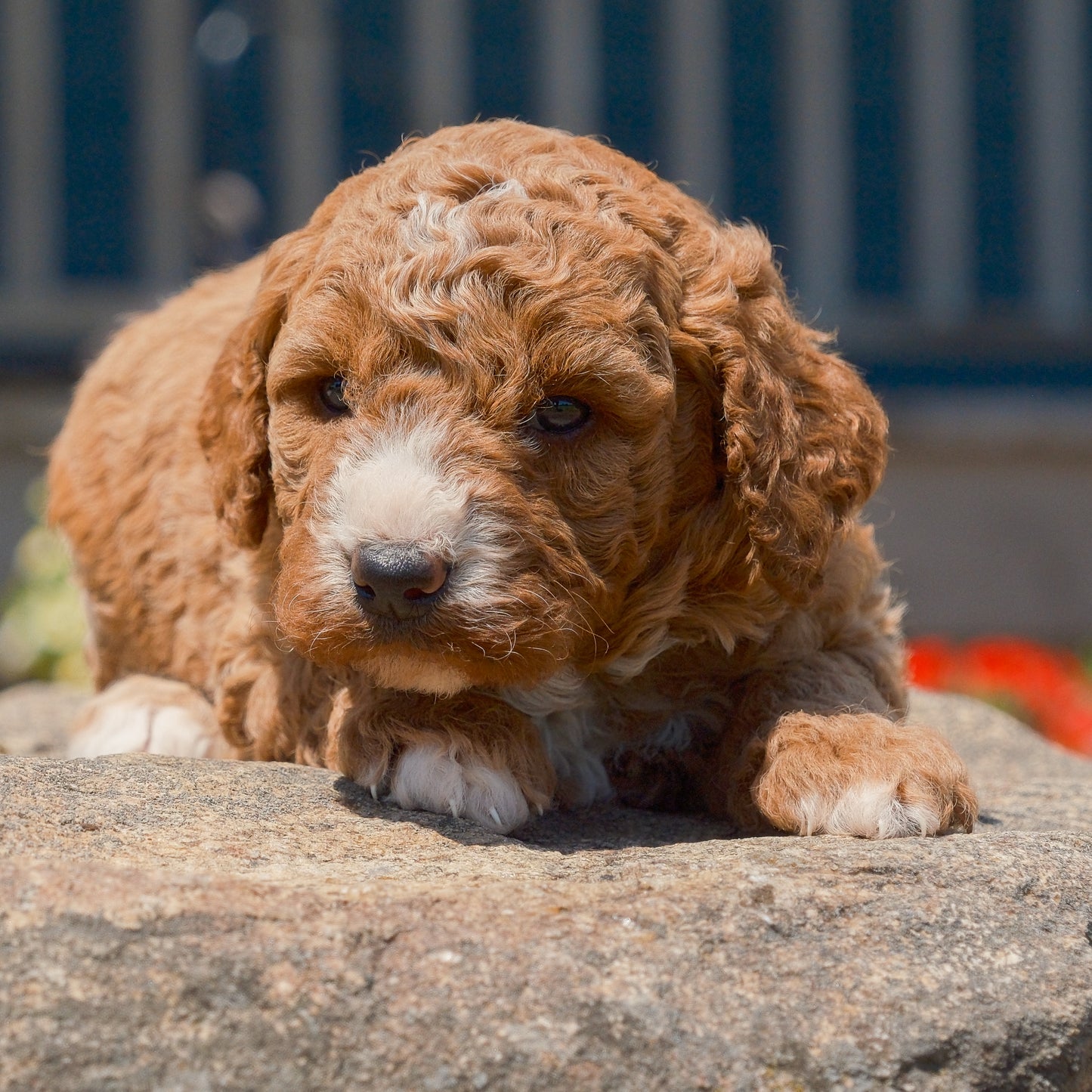 F1B-Mini-Goldendoodles