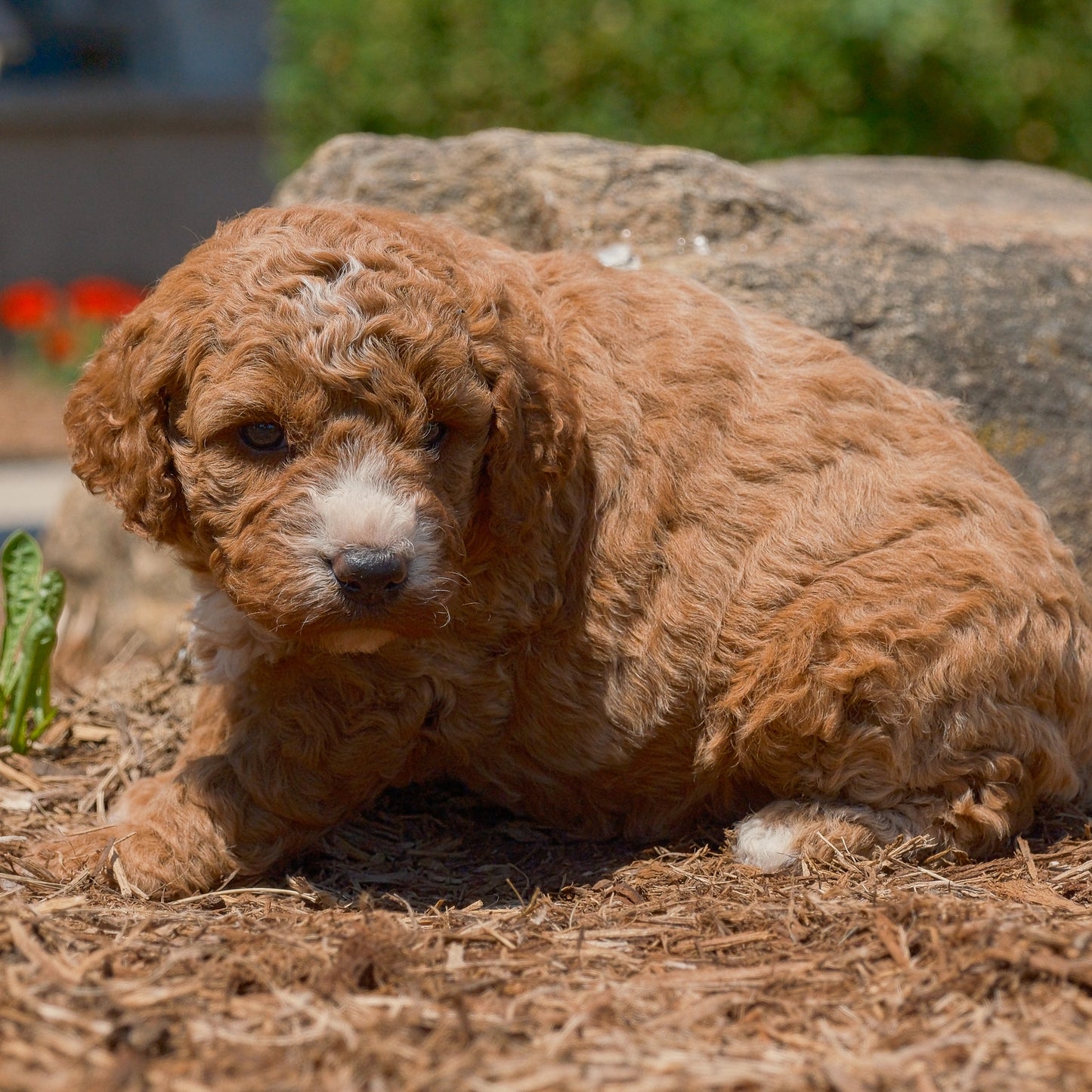 F1B-Mini-Goldendoodles