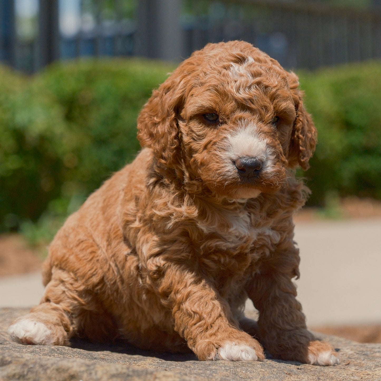 F1B-Mini-Goldendoodles