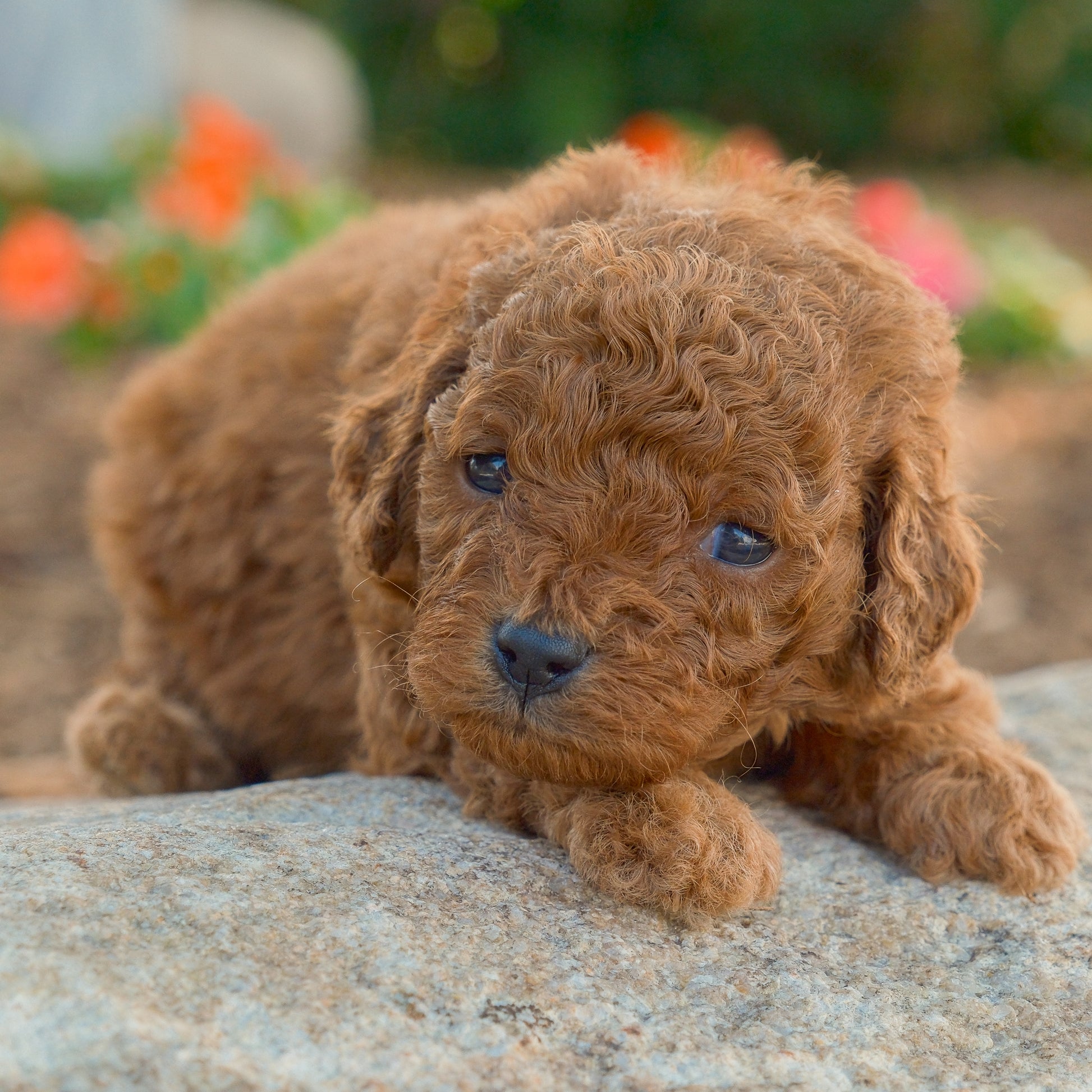 Cavapoo-Puppies