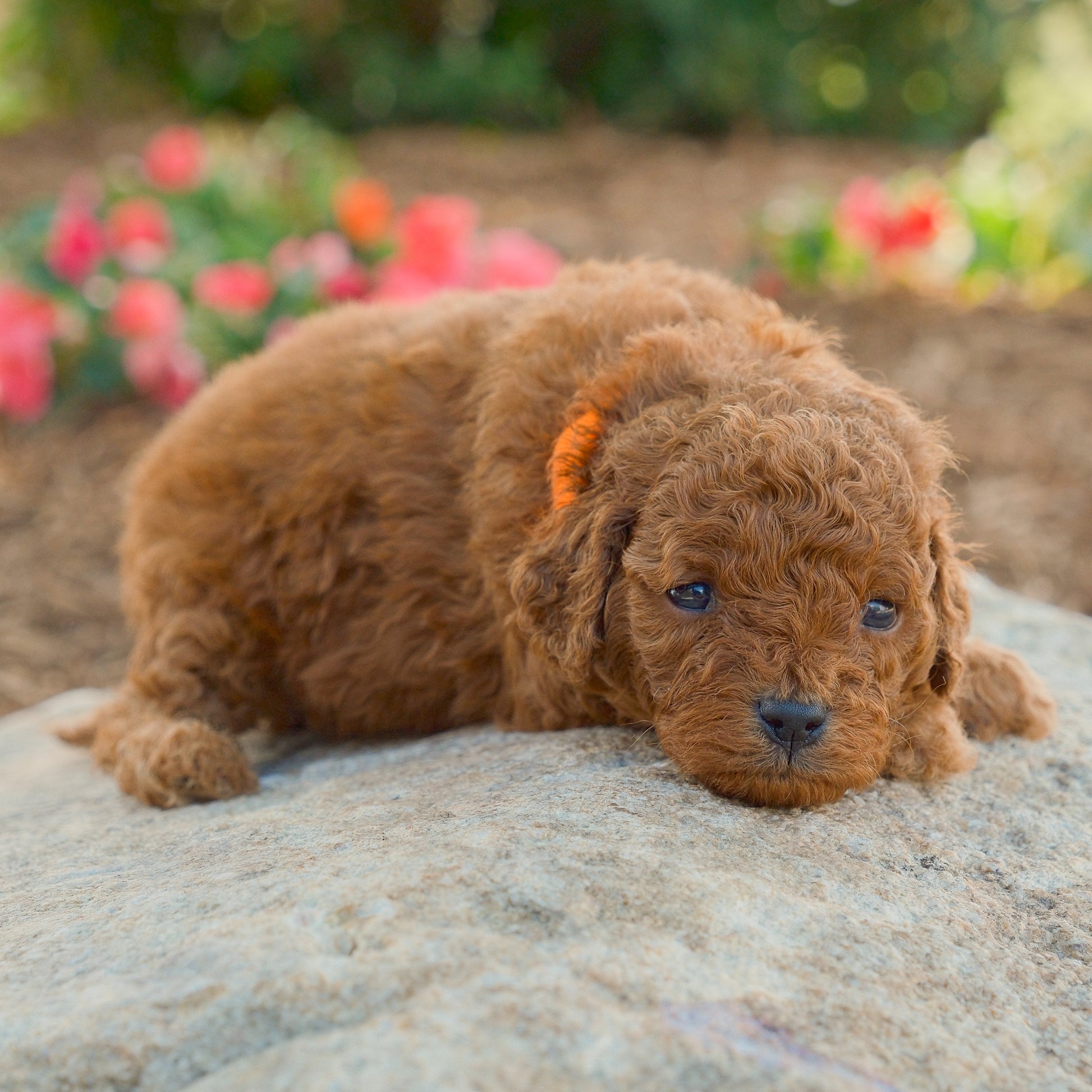 Cavapoo-Puppies