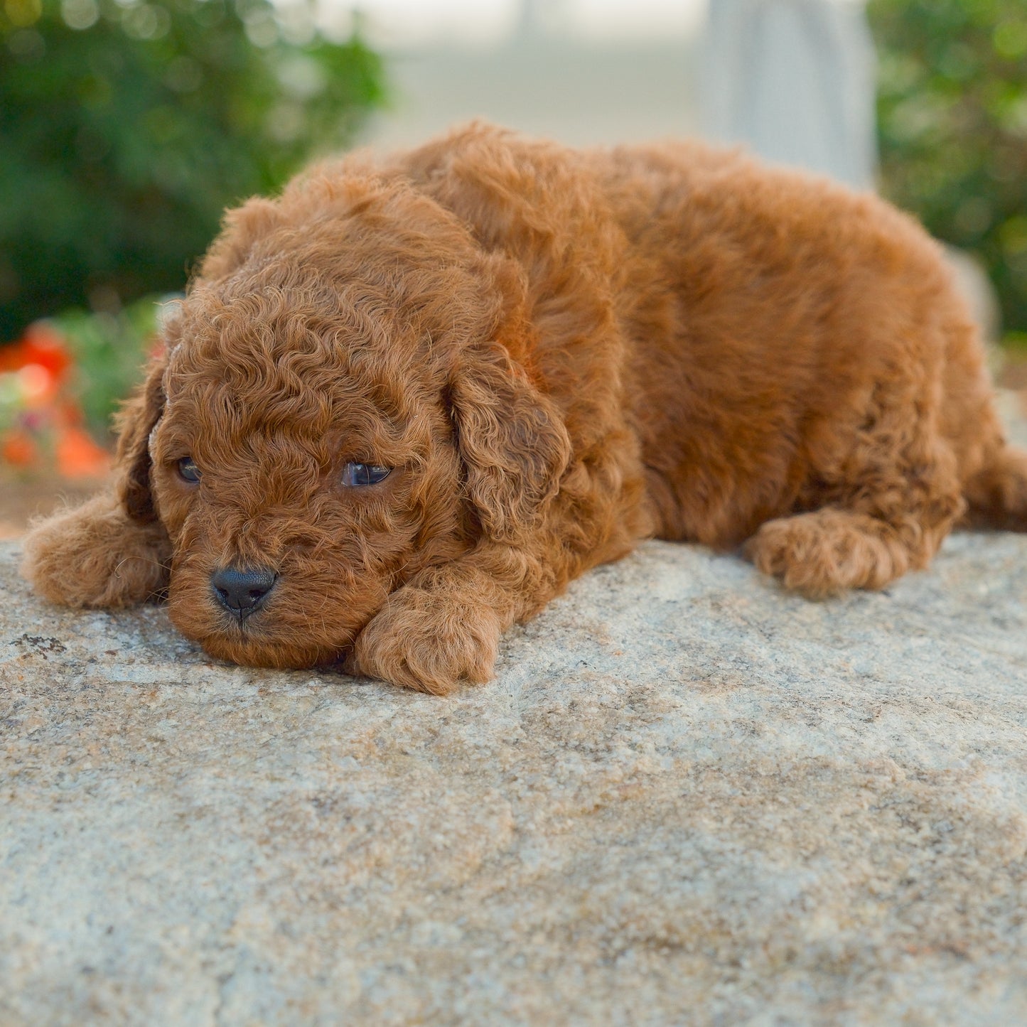 Cavapoo-Puppies