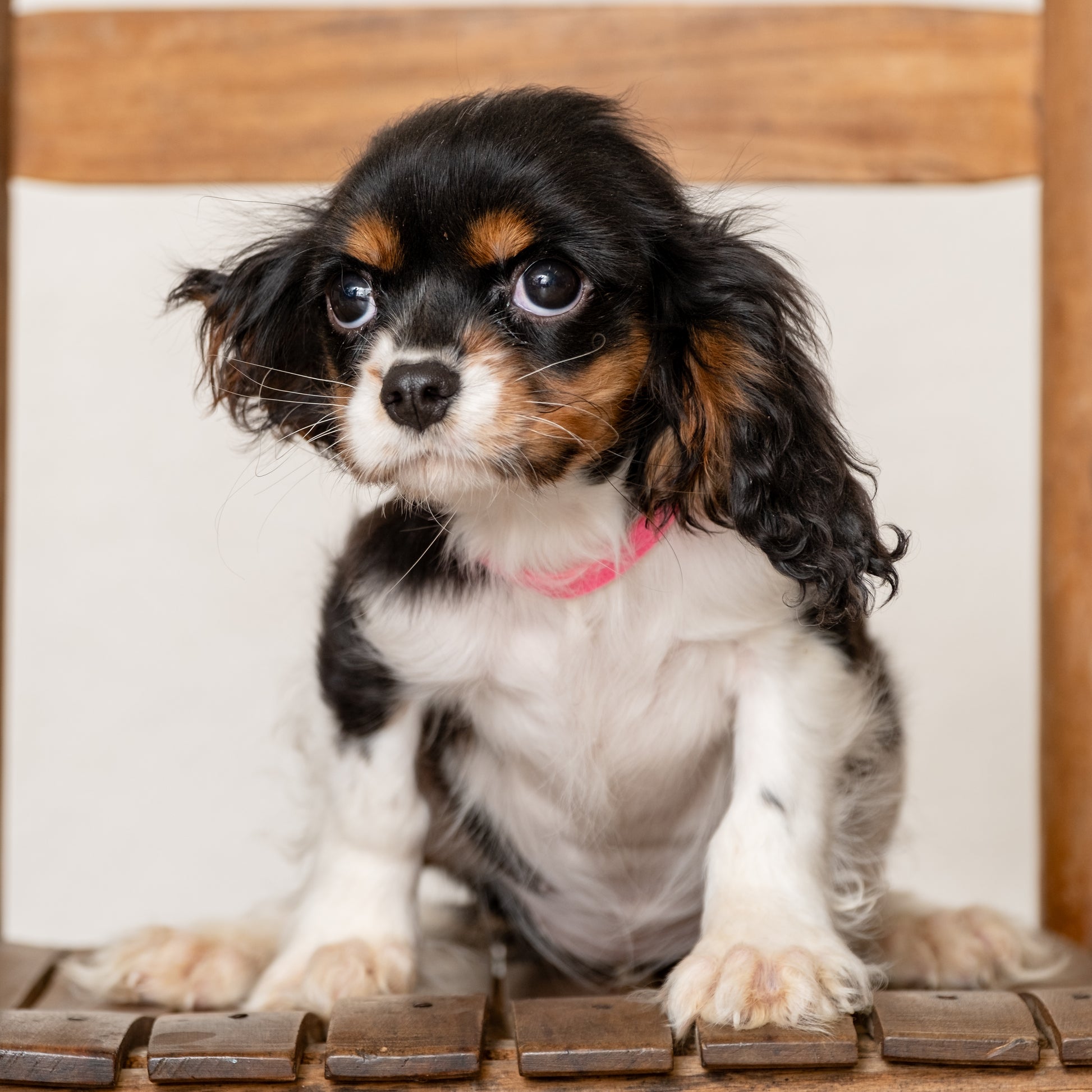 Cavalier-King-Charles-Spaniel