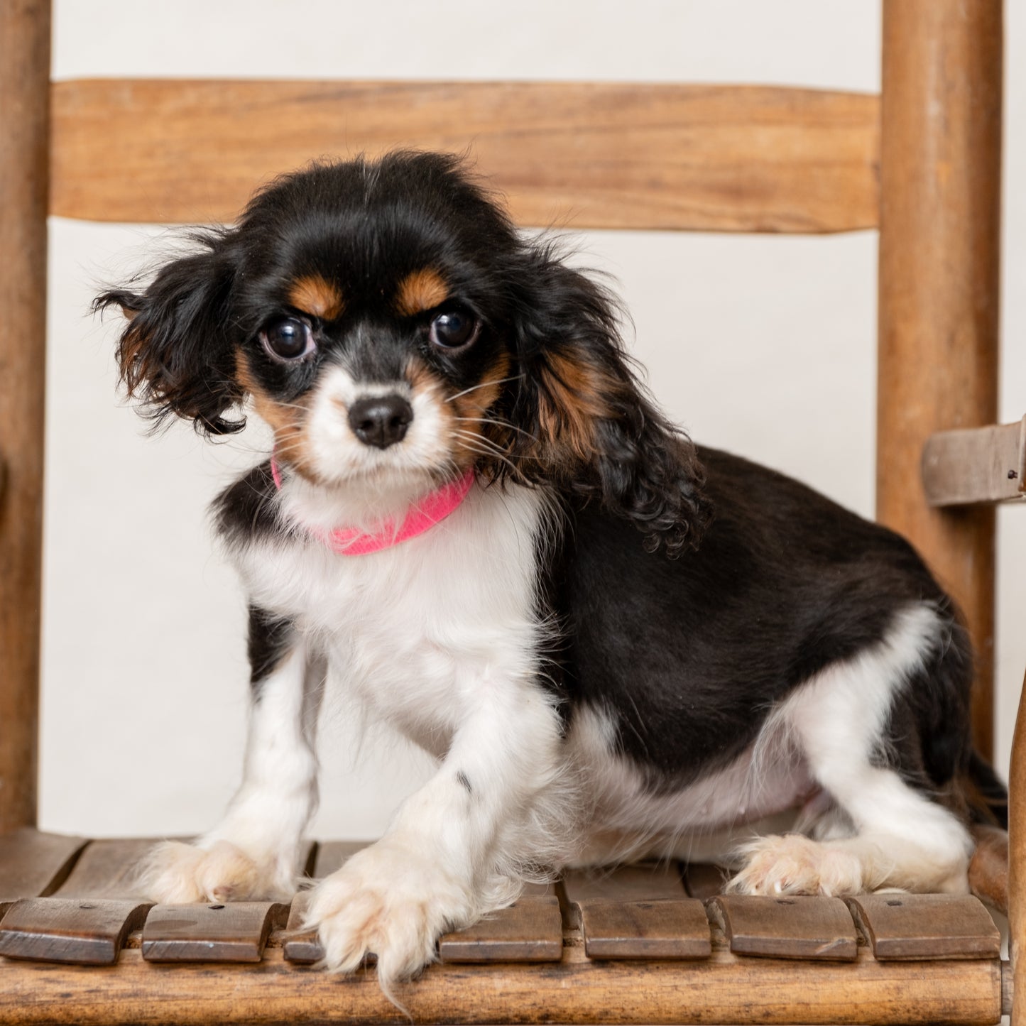 Cavalier-King-Charles-Spaniel