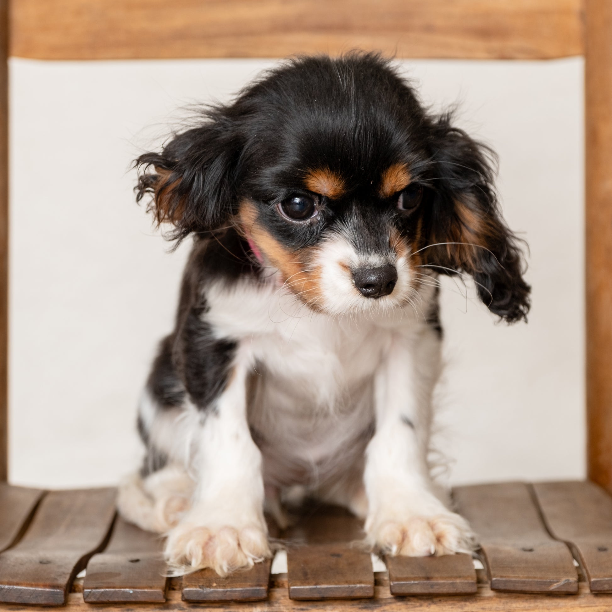 Cavalier-King-Charles-Spaniel