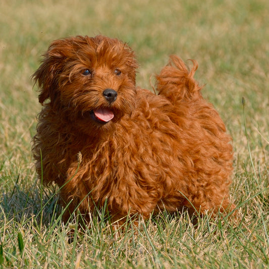 F1B-Micro-Goldendoodles