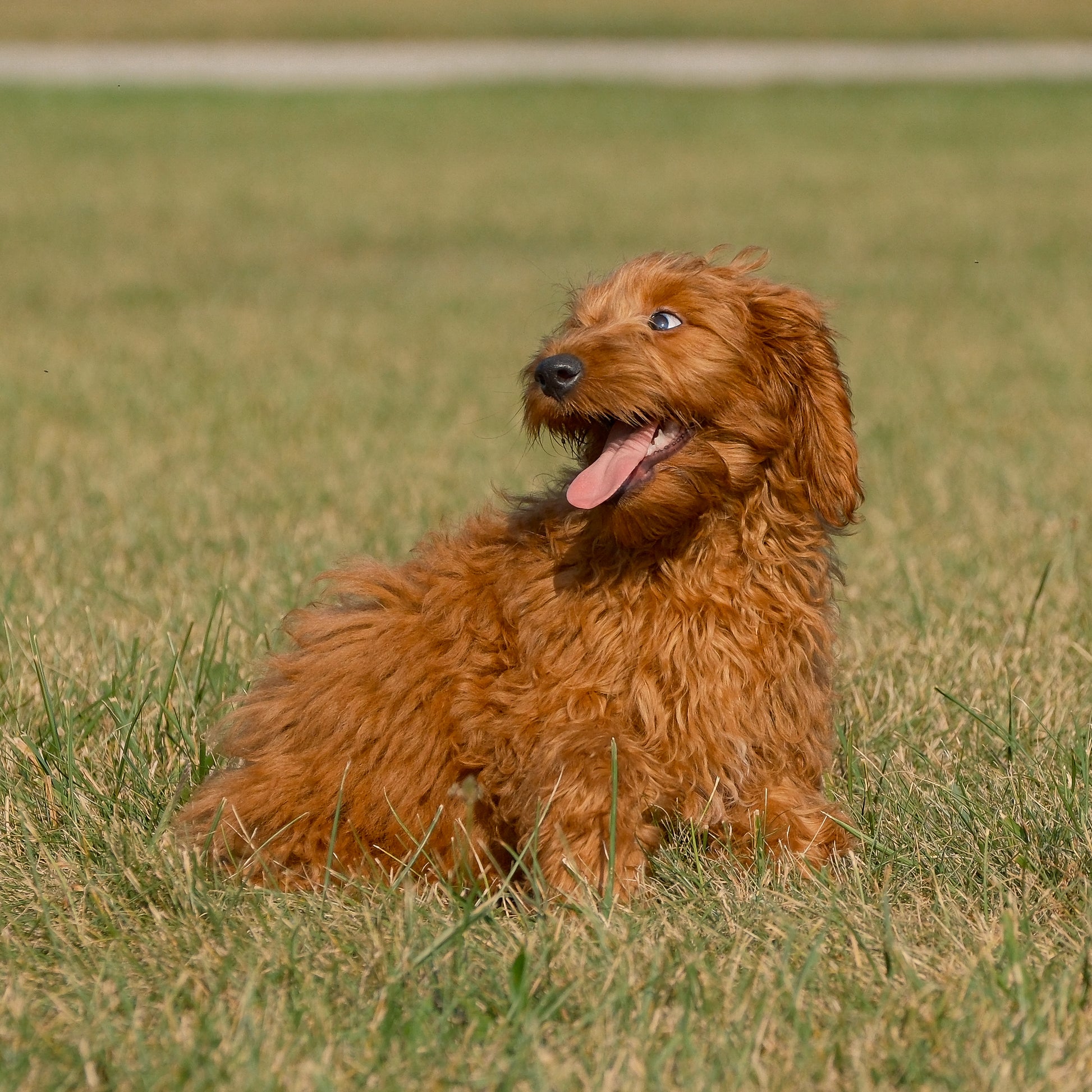 F1B-Micro-Goldendoodles