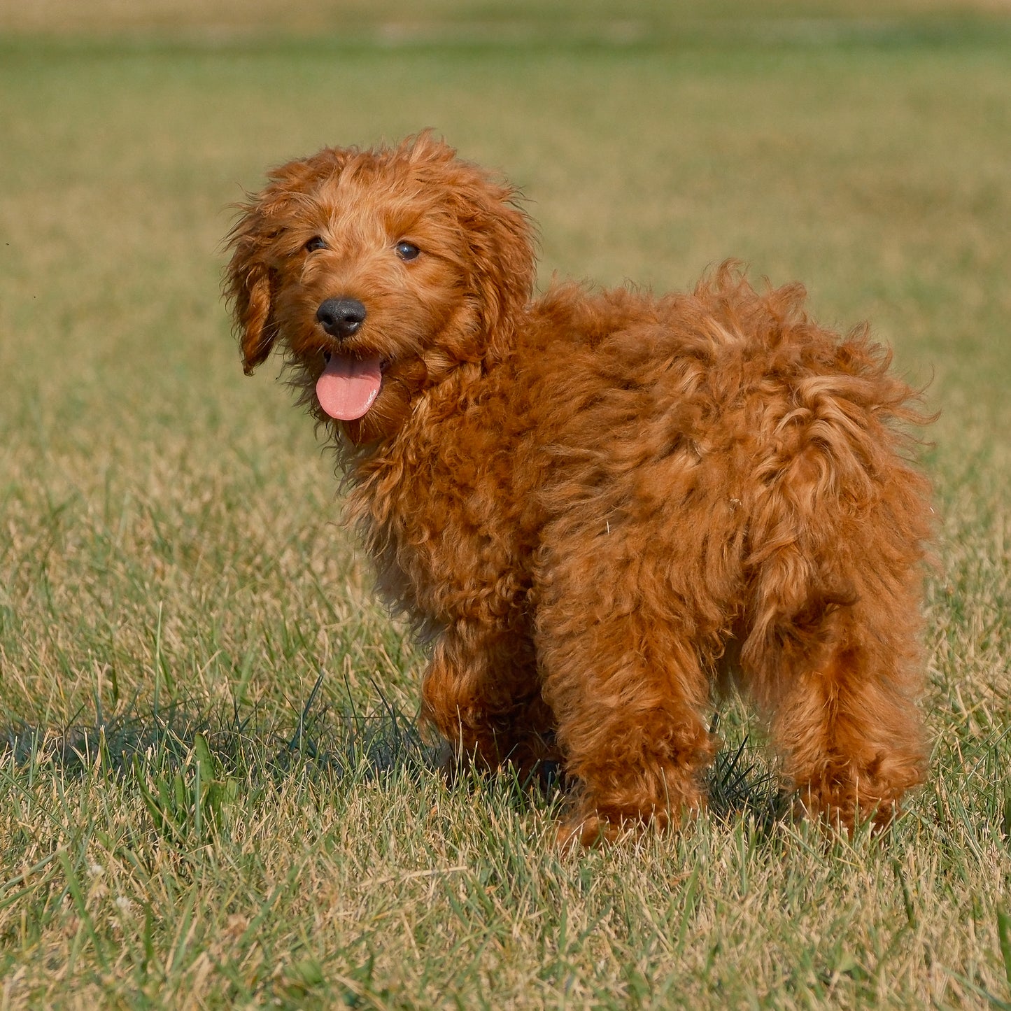 F1B-Micro-Goldendoodles