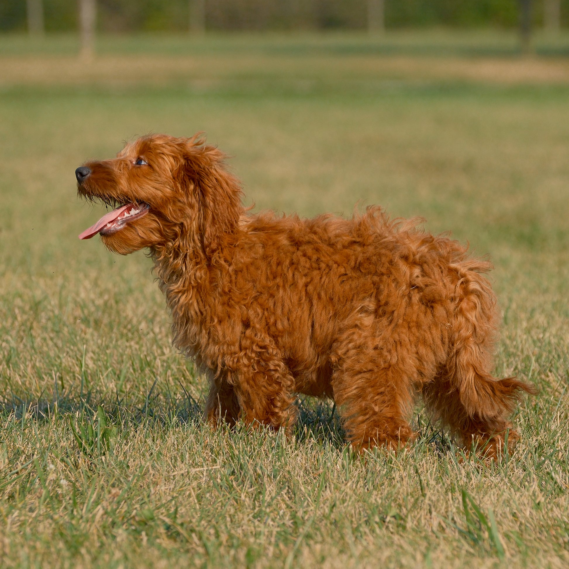 F1B-Micro-Goldendoodles