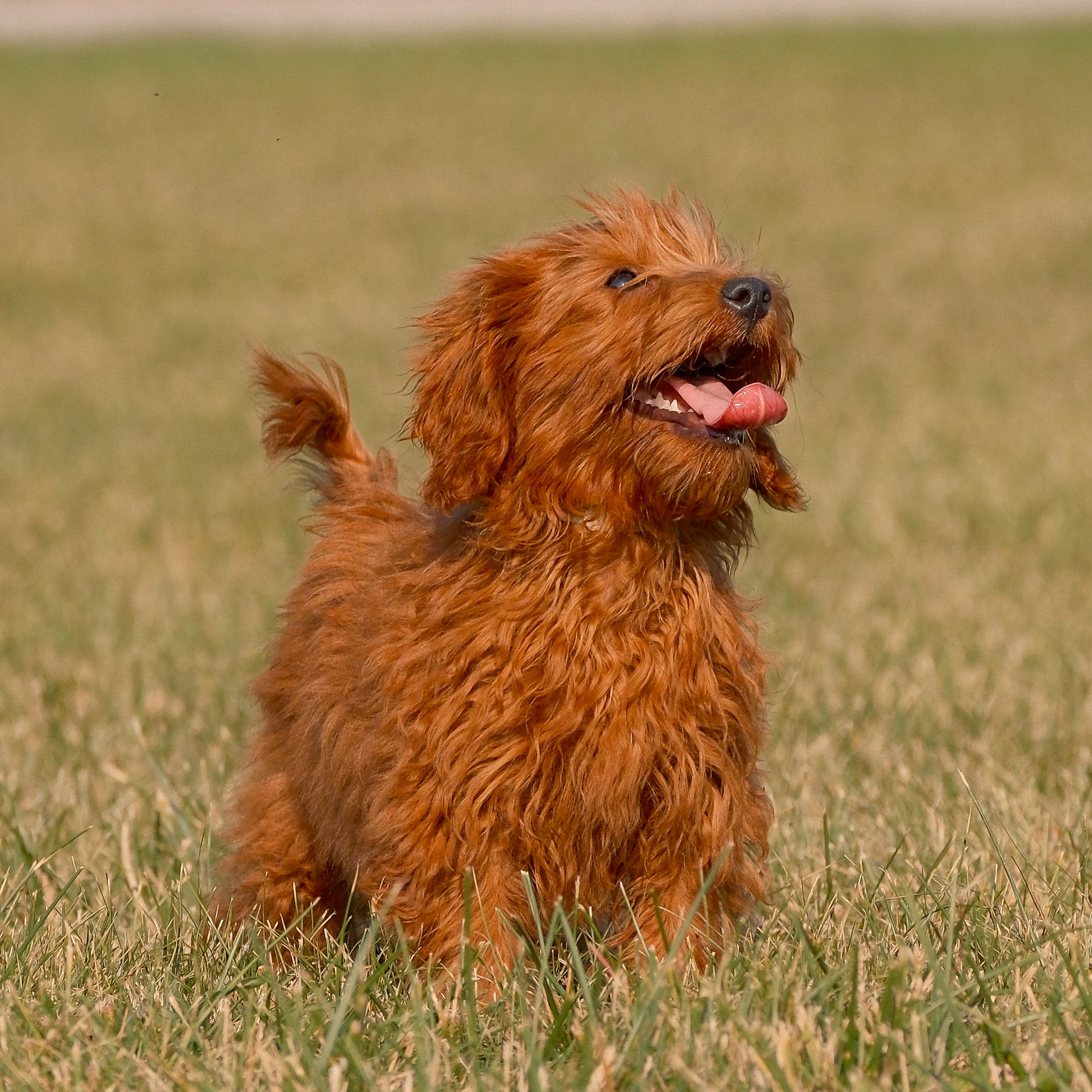 F1B-Micro-Goldendoodles