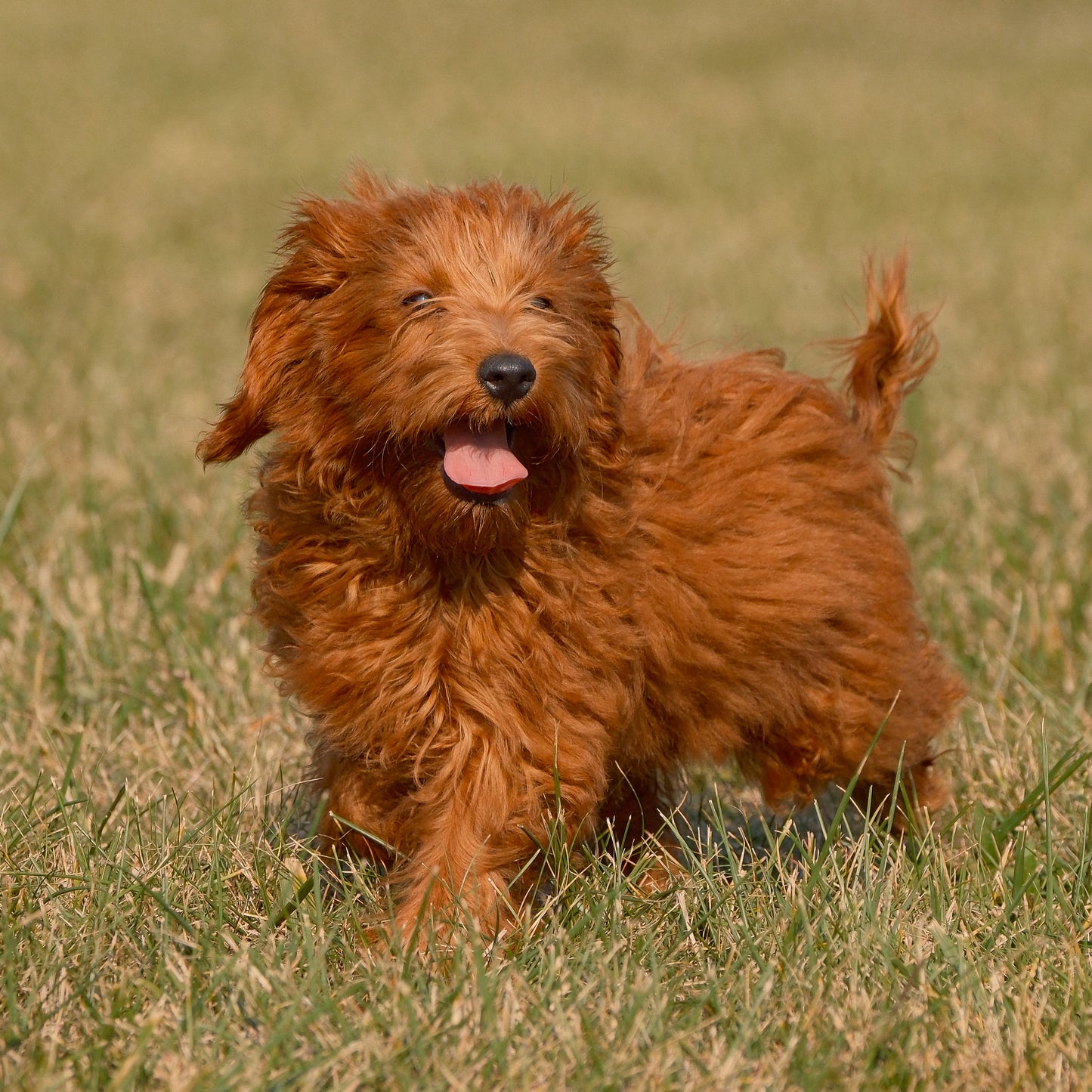 F1B-Micro-Goldendoodles