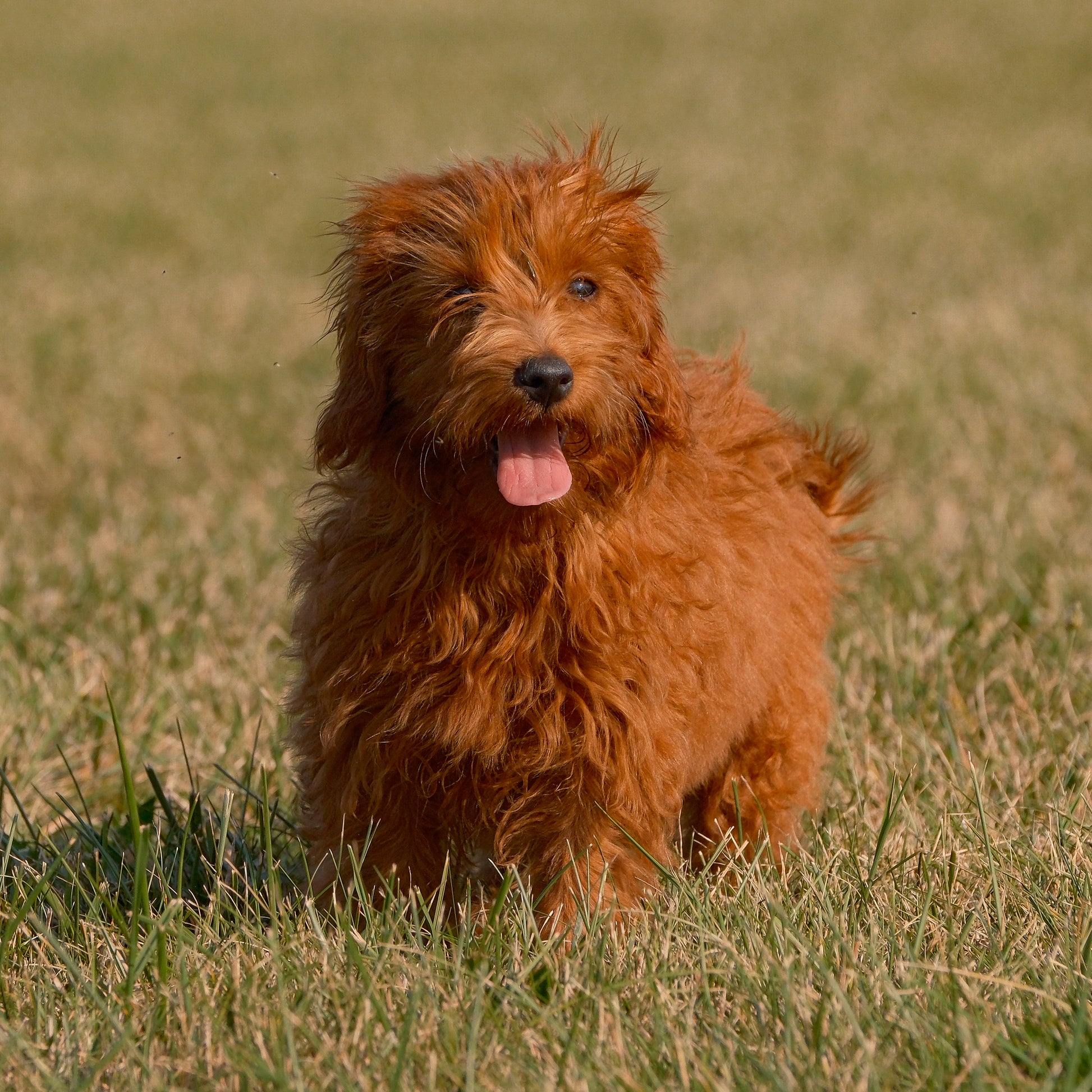 F1B-Micro-Goldendoodles