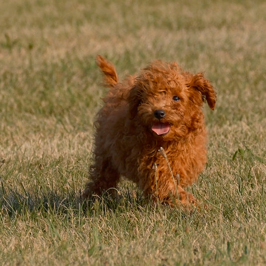 F1B-Micro-Goldendoodles