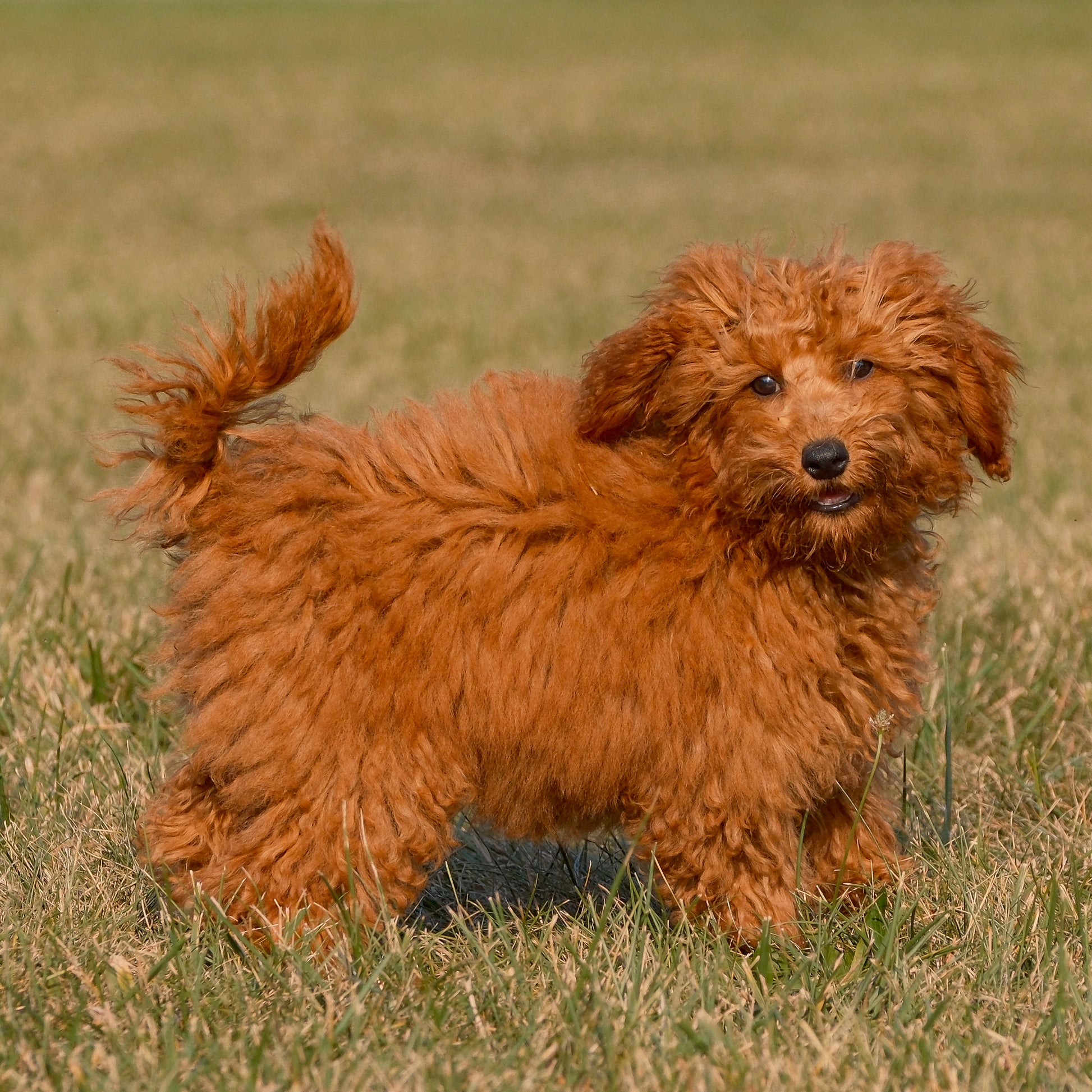 F1B-Micro-Goldendoodles