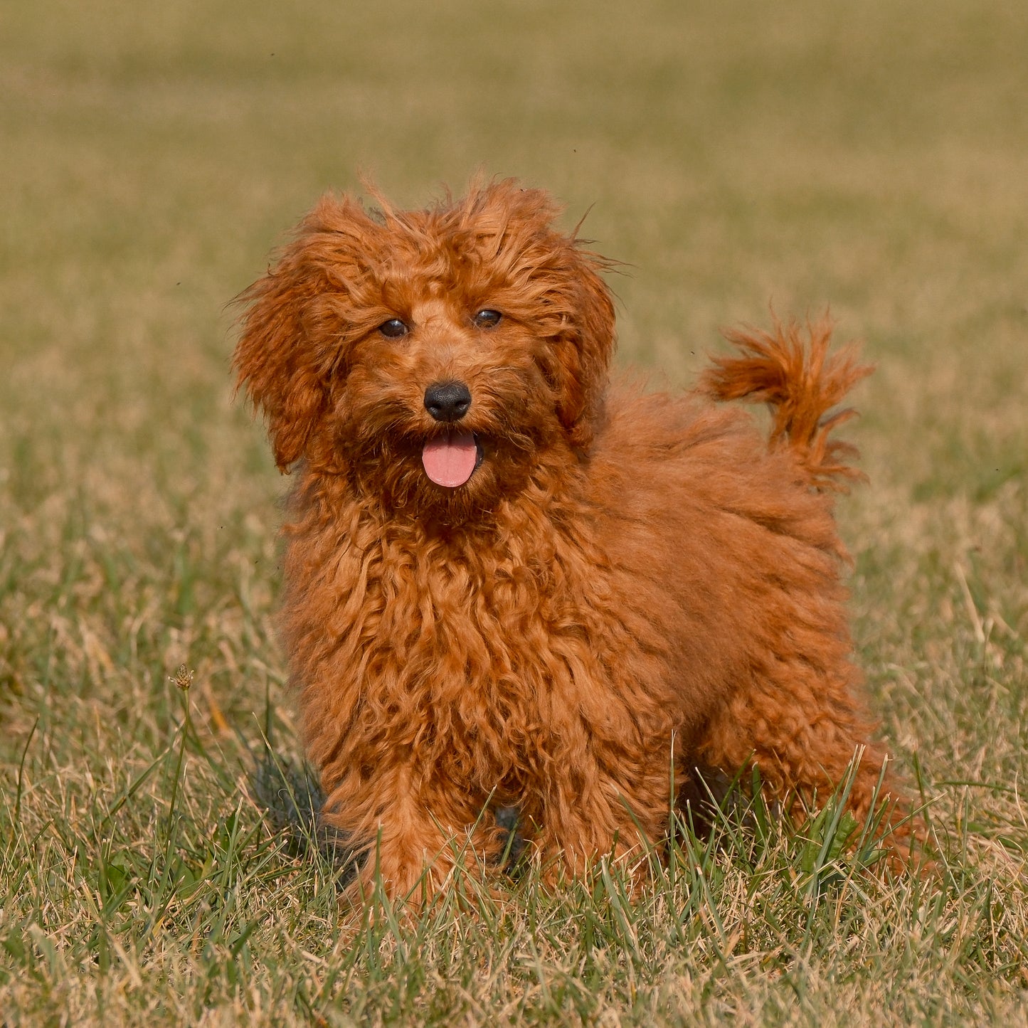 F1B-Micro-Goldendoodles