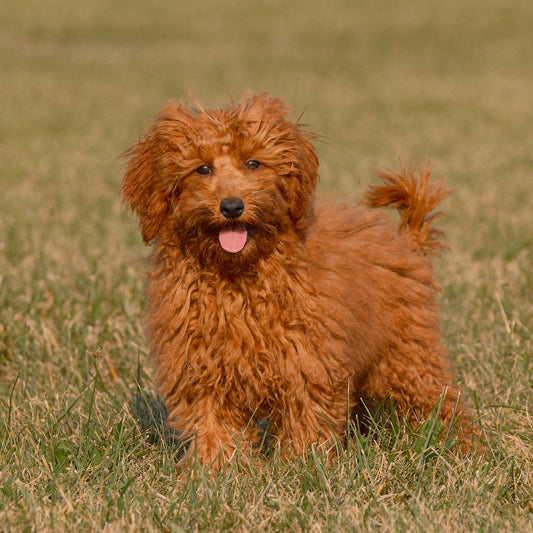 F1B-Micro-Goldendoodles