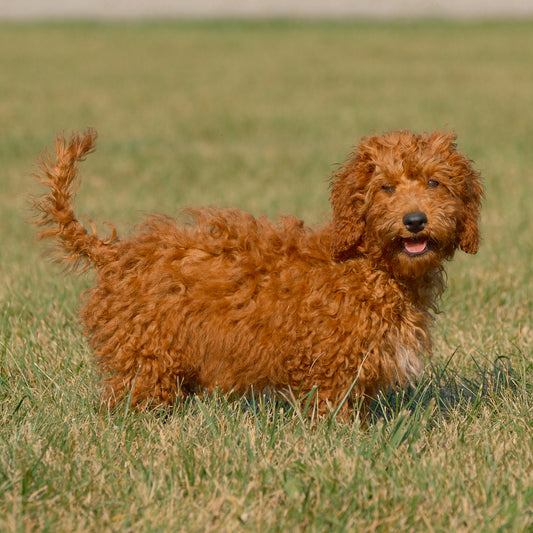 F1B-Micro-Goldendoodles