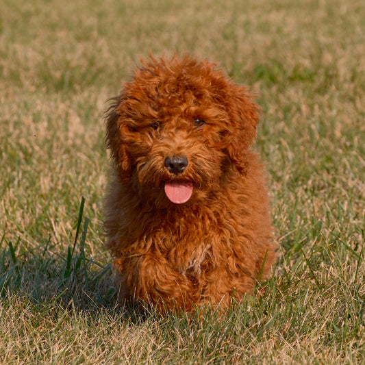 F1B-Micro-Goldendoodles