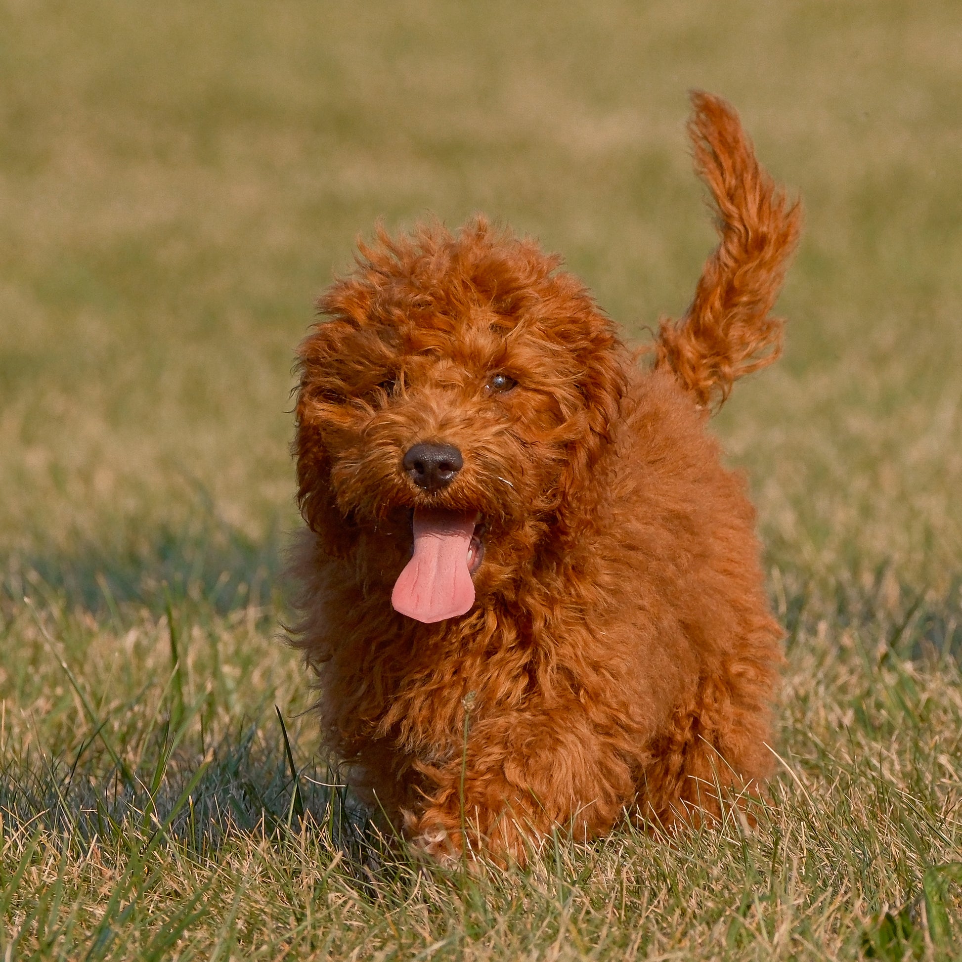 F1B-Micro-Goldendoodles