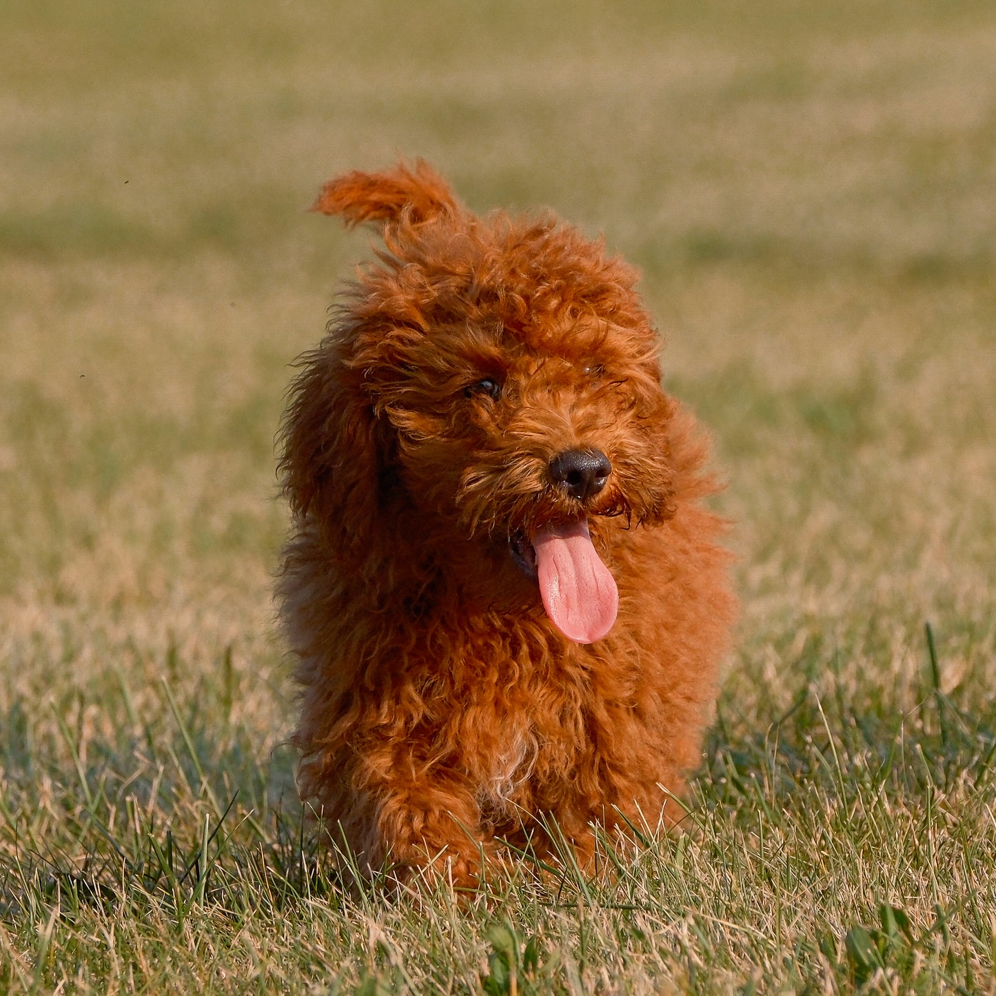 F1B-Micro-Goldendoodles