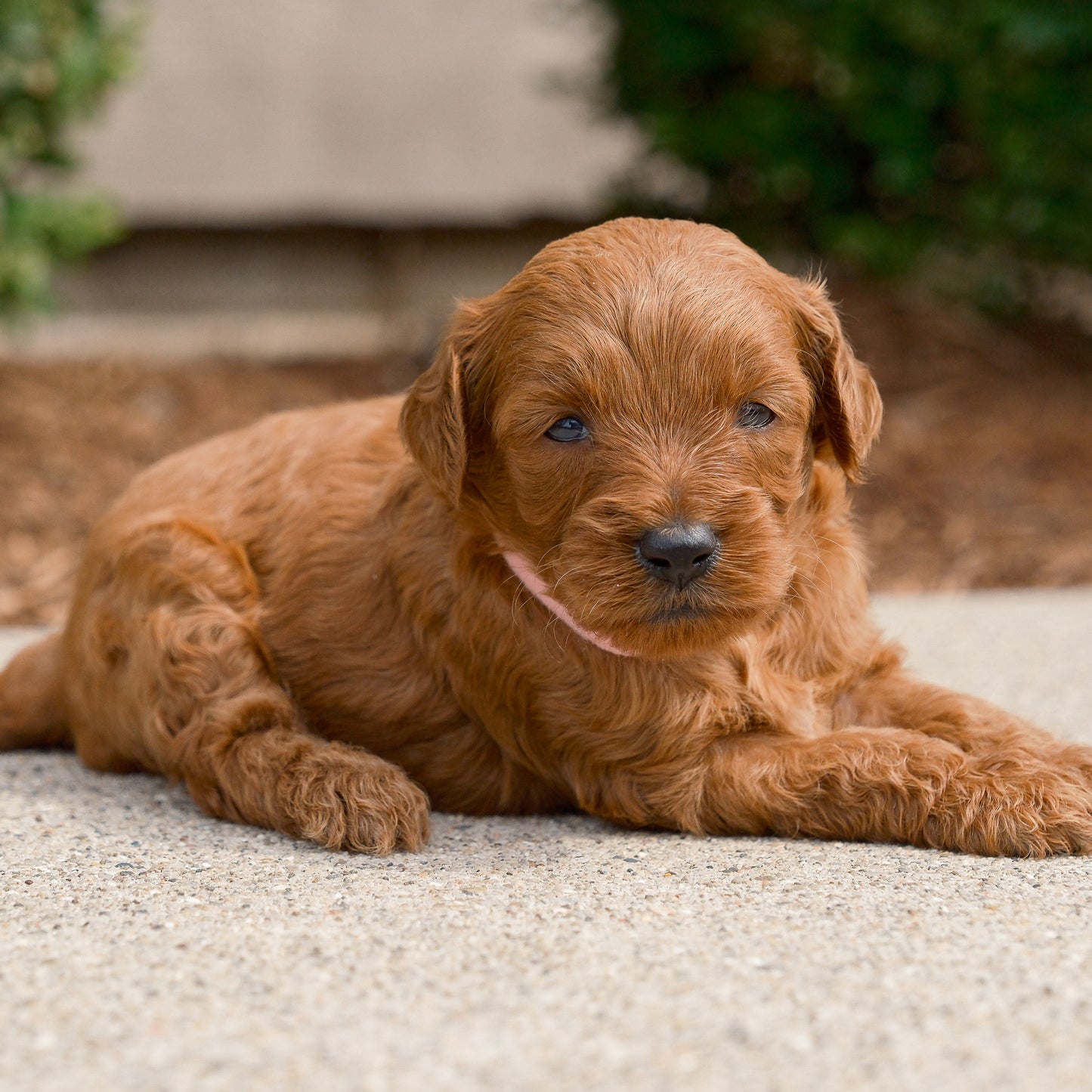 F1B-Micro-Goldendoodles