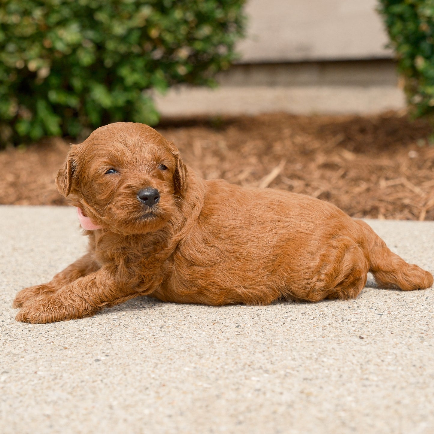 F1B-Micro-Goldendoodles