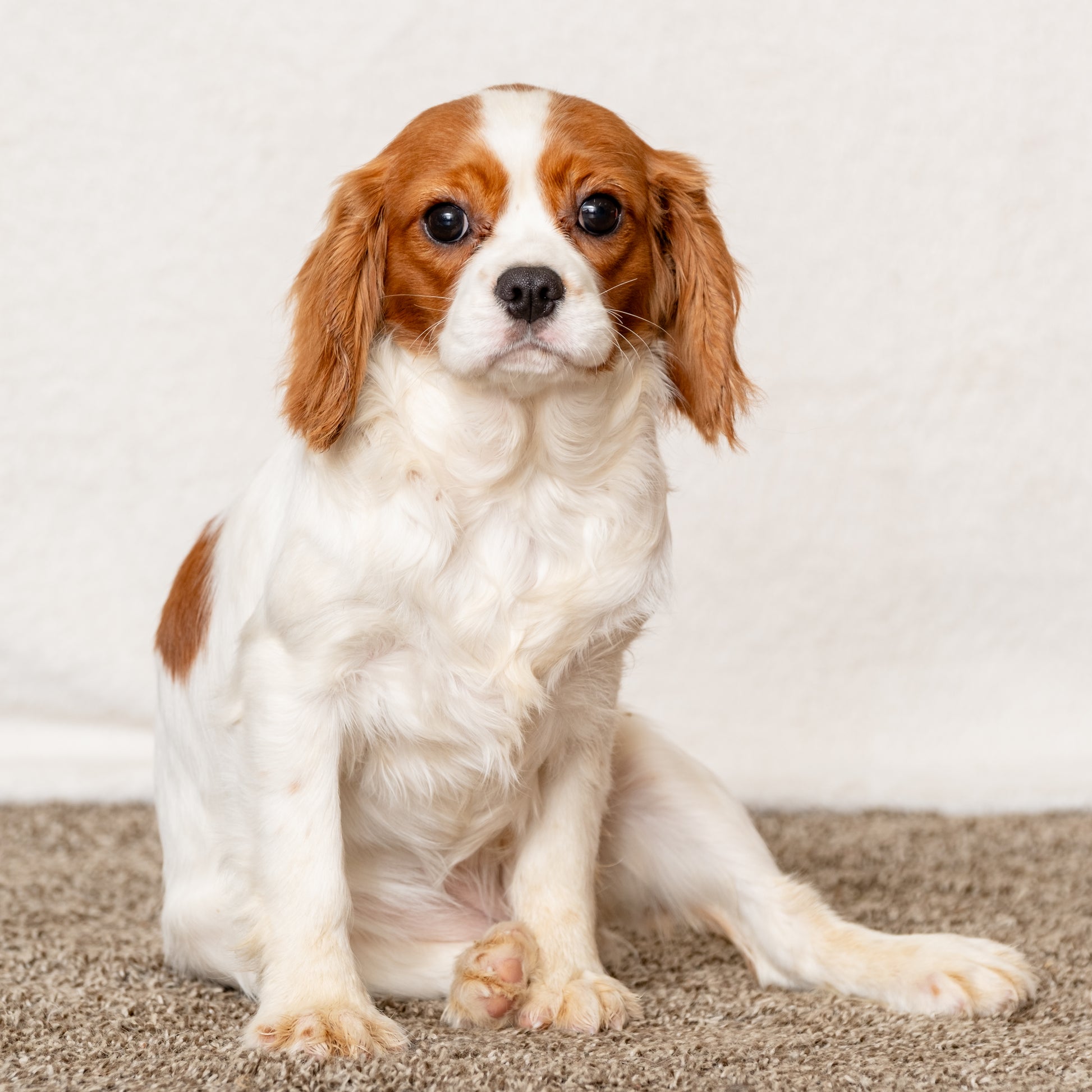 Cavalier-King-Charles-Spaniel