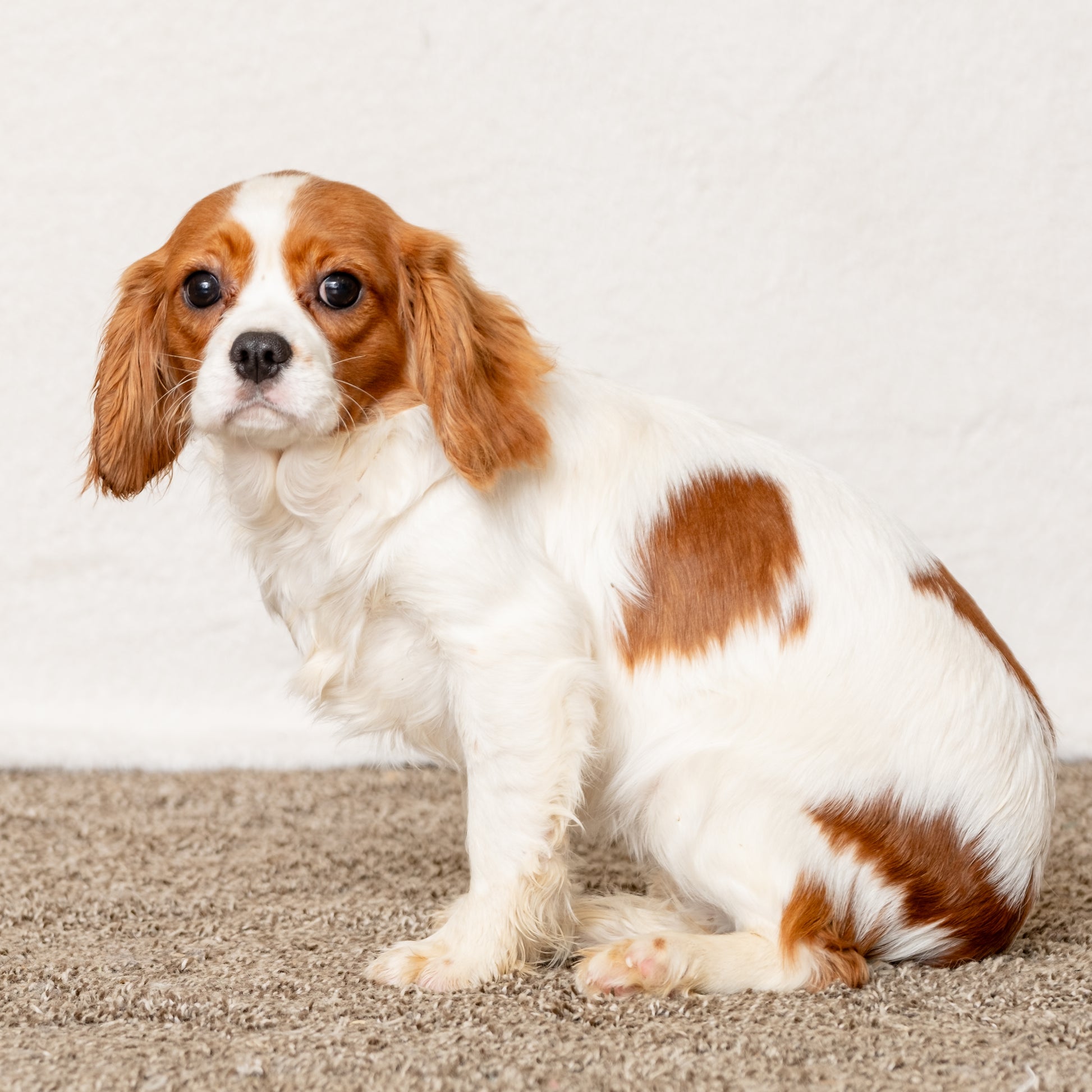 Cavalier-King-Charles-Spaniel