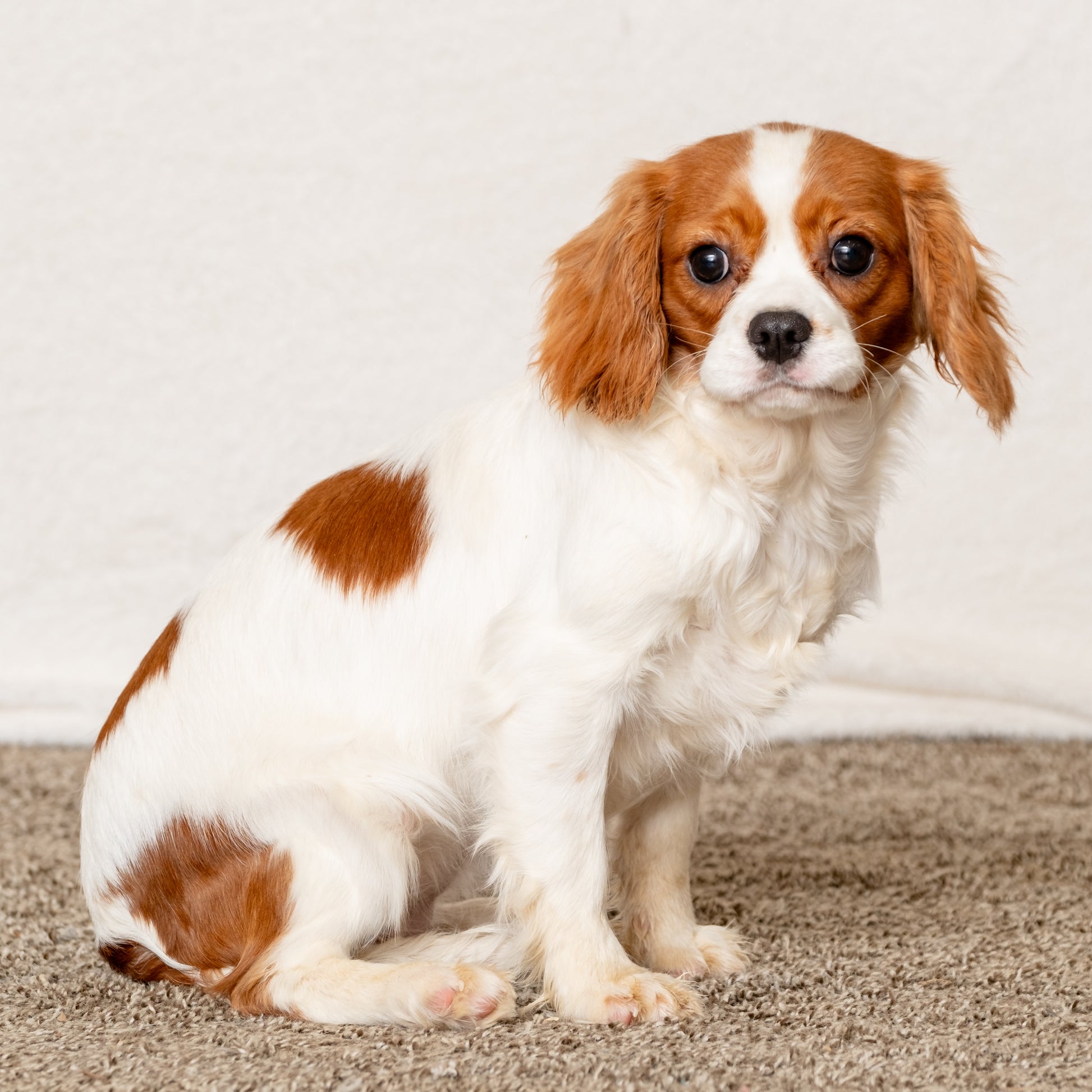 Cavalier-King-Charles-Spaniel