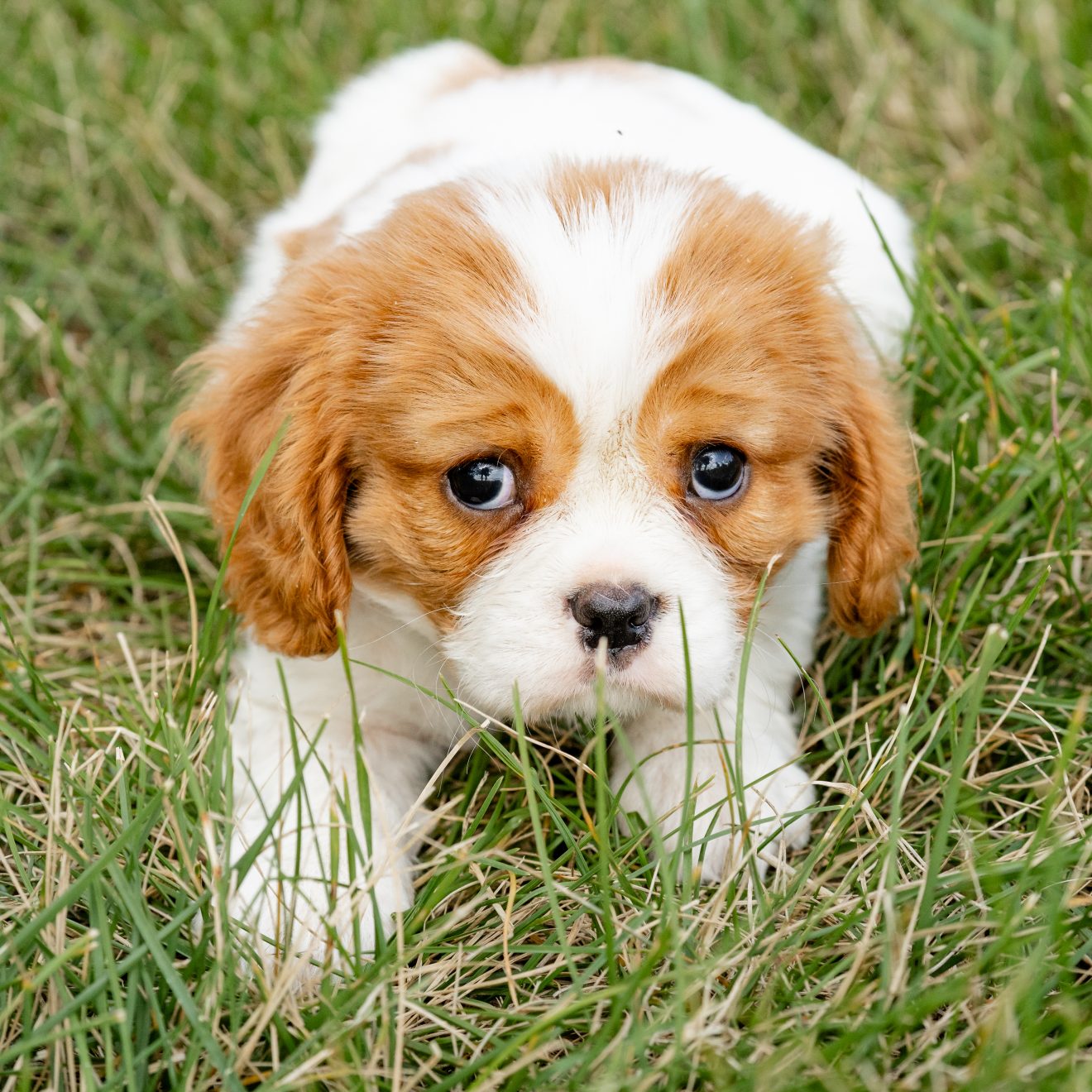 Cavalier-King-Charles-Spaniel