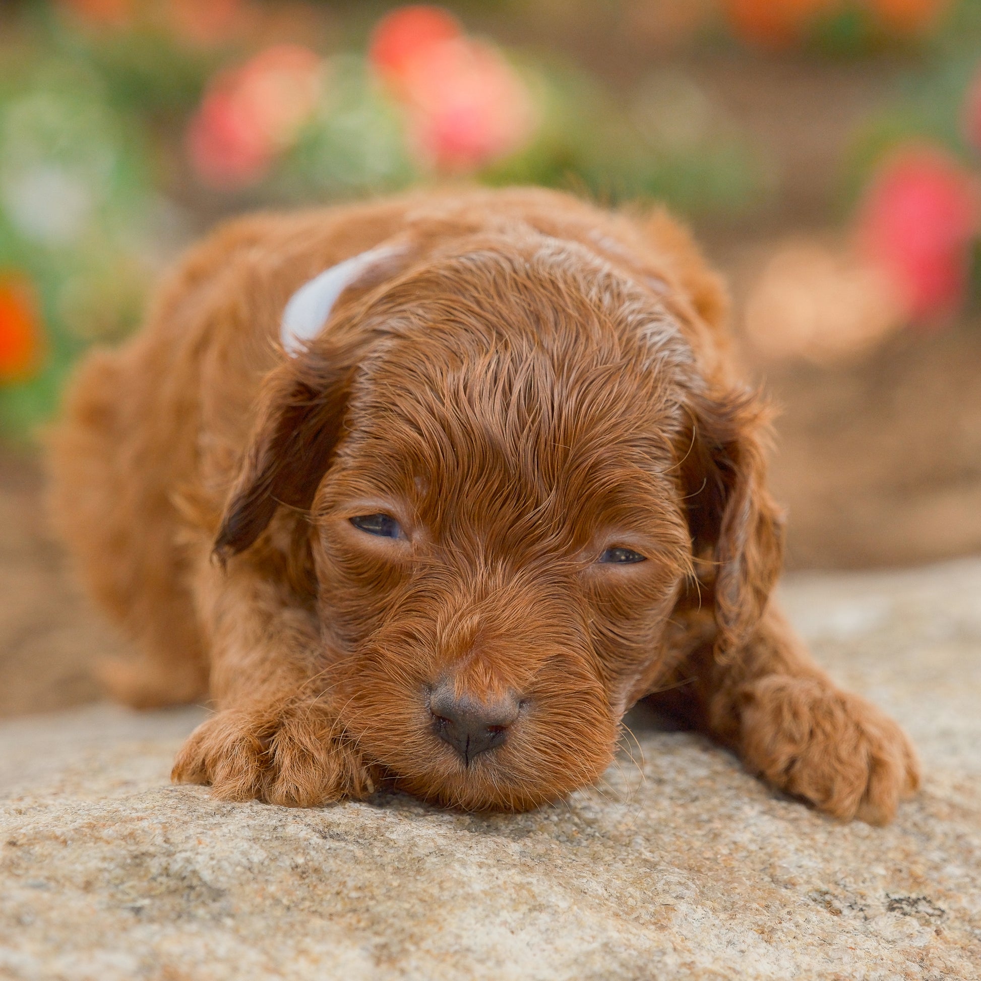 Cavapoo-Puppies