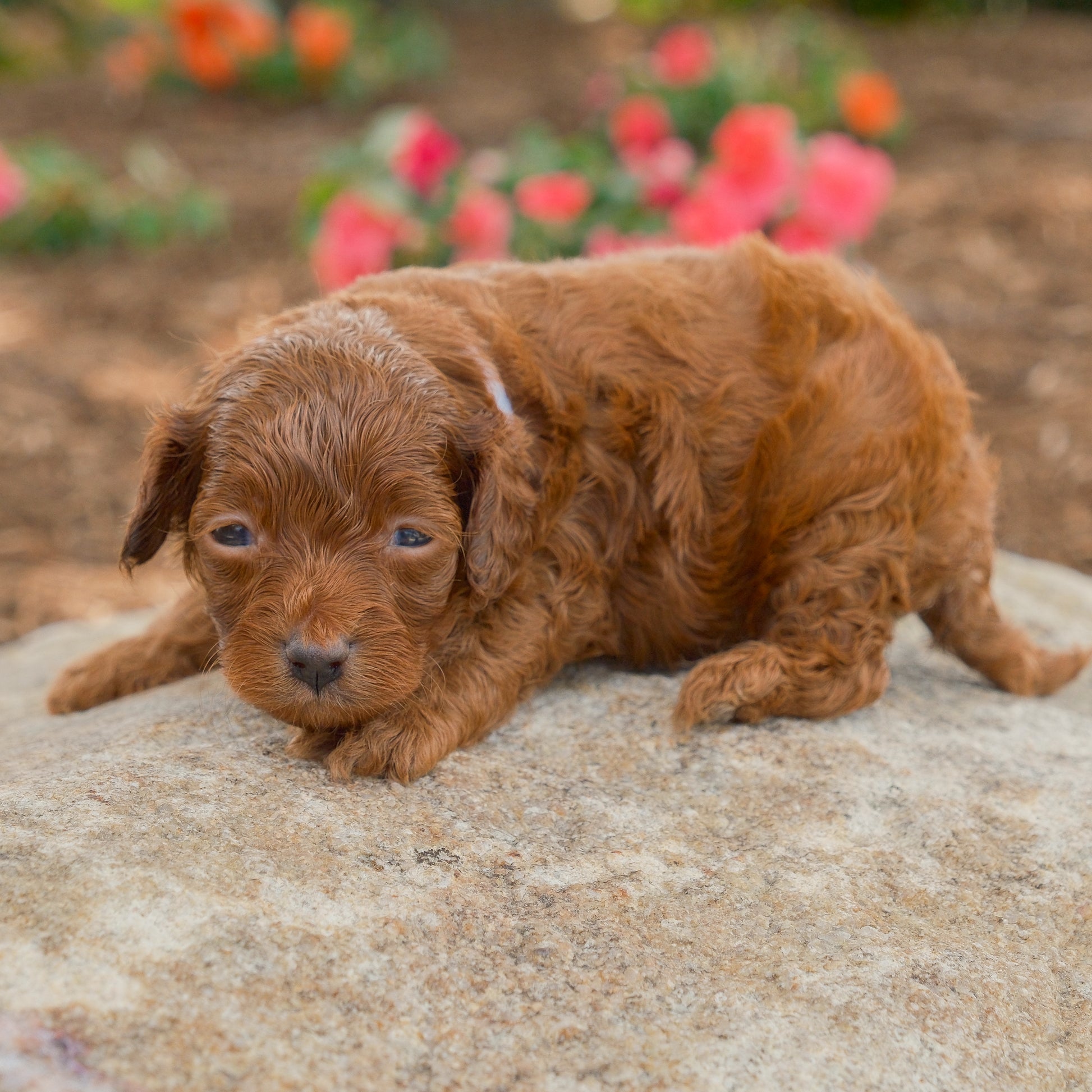 Cavapoo-Puppies