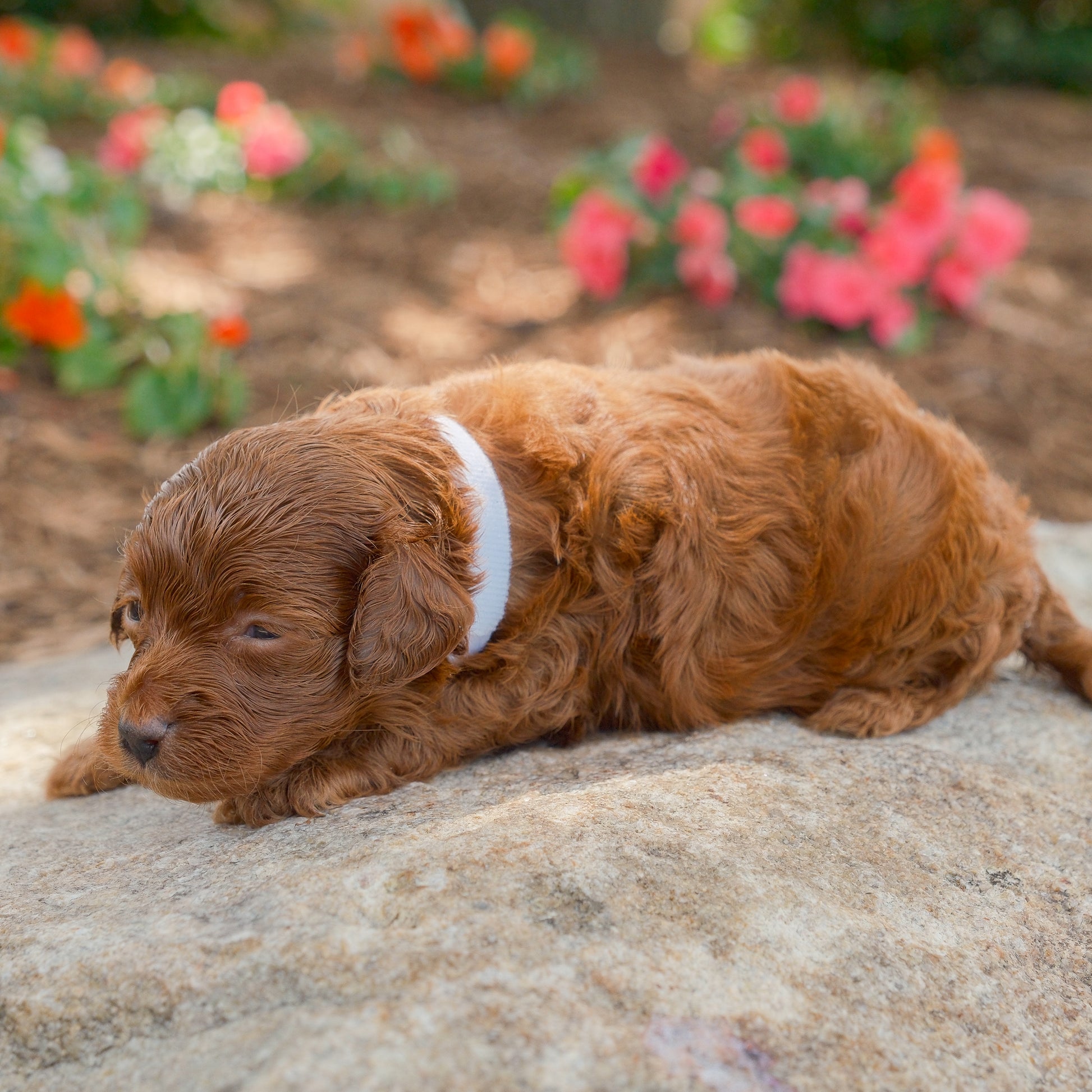 Cavapoo-Puppies